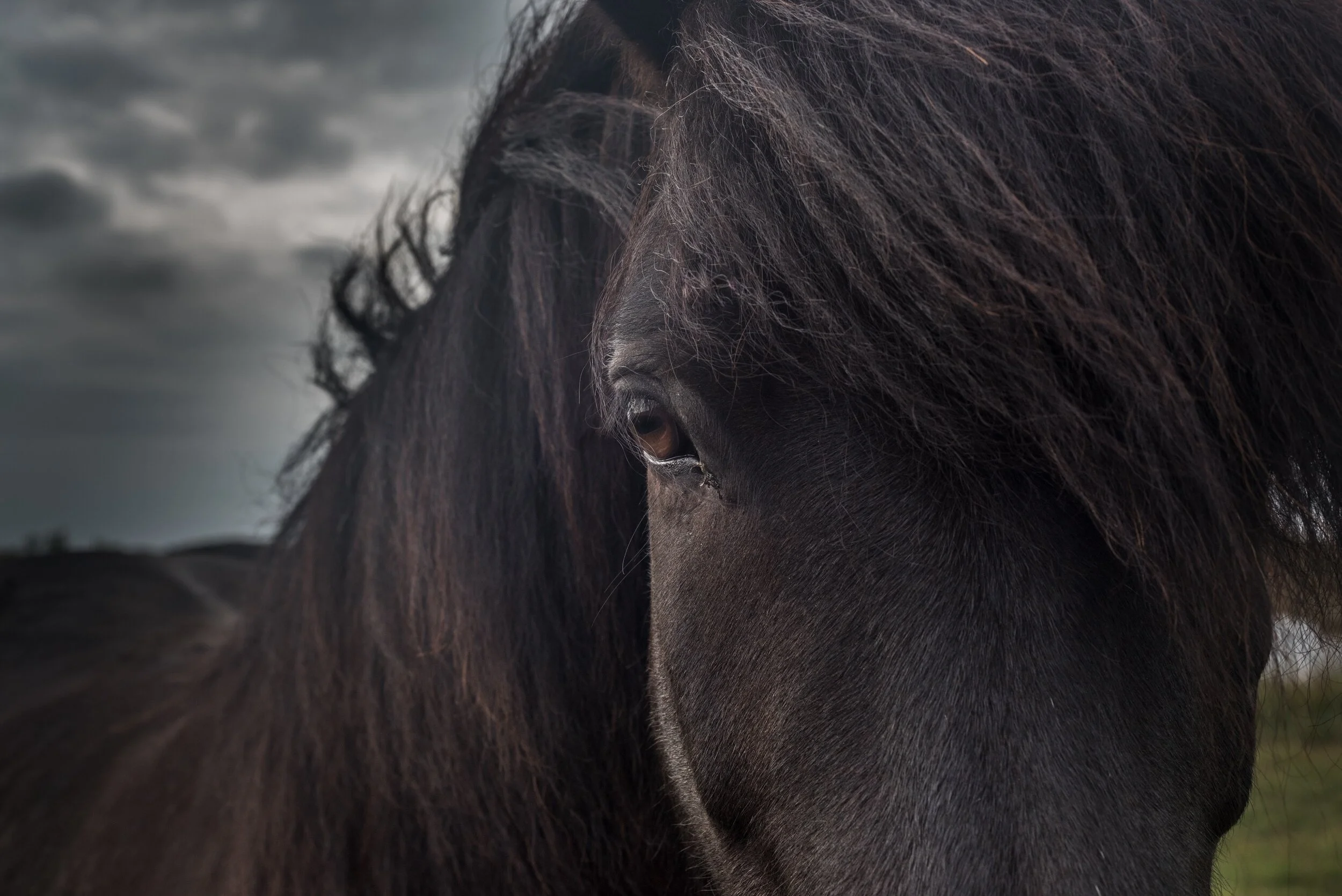 Icelandic Horse 