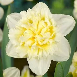 daffodil ice king.jpg