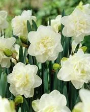 Daffodil Obdam.jpg