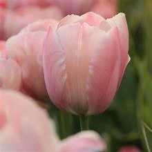 Tulip Darwin Hybrid 'Salmon Van Eijk'