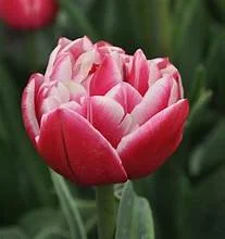 Tulip Double 'Columbus'