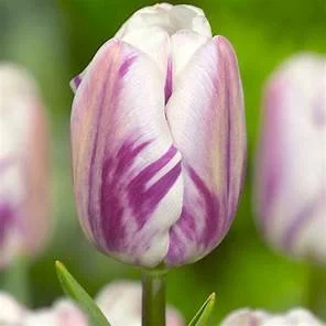 Tulip Triumph 'Flaming Flag'