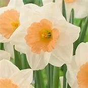 daffodil peaches and cream.jpg