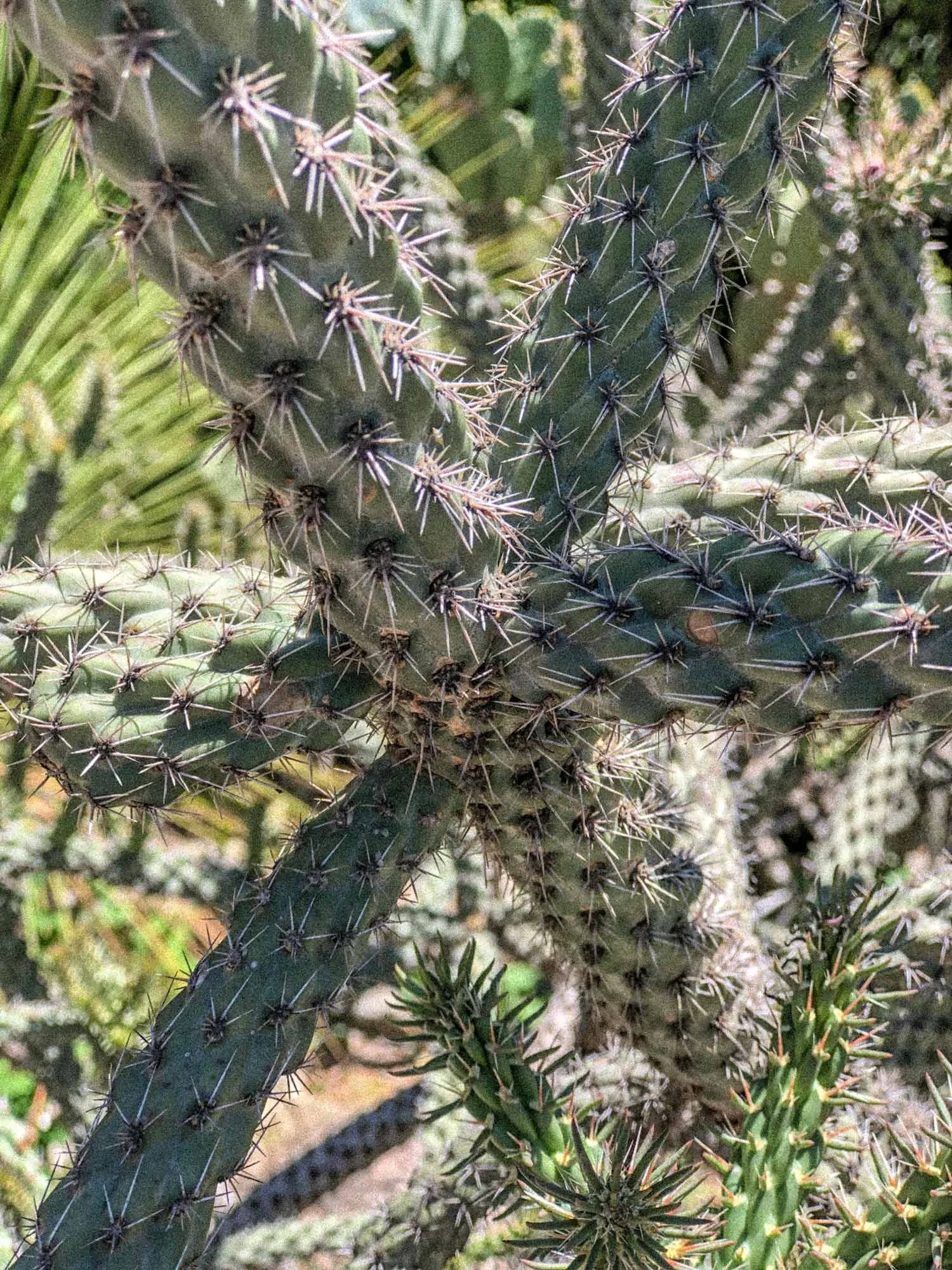 cactus-.jpg
