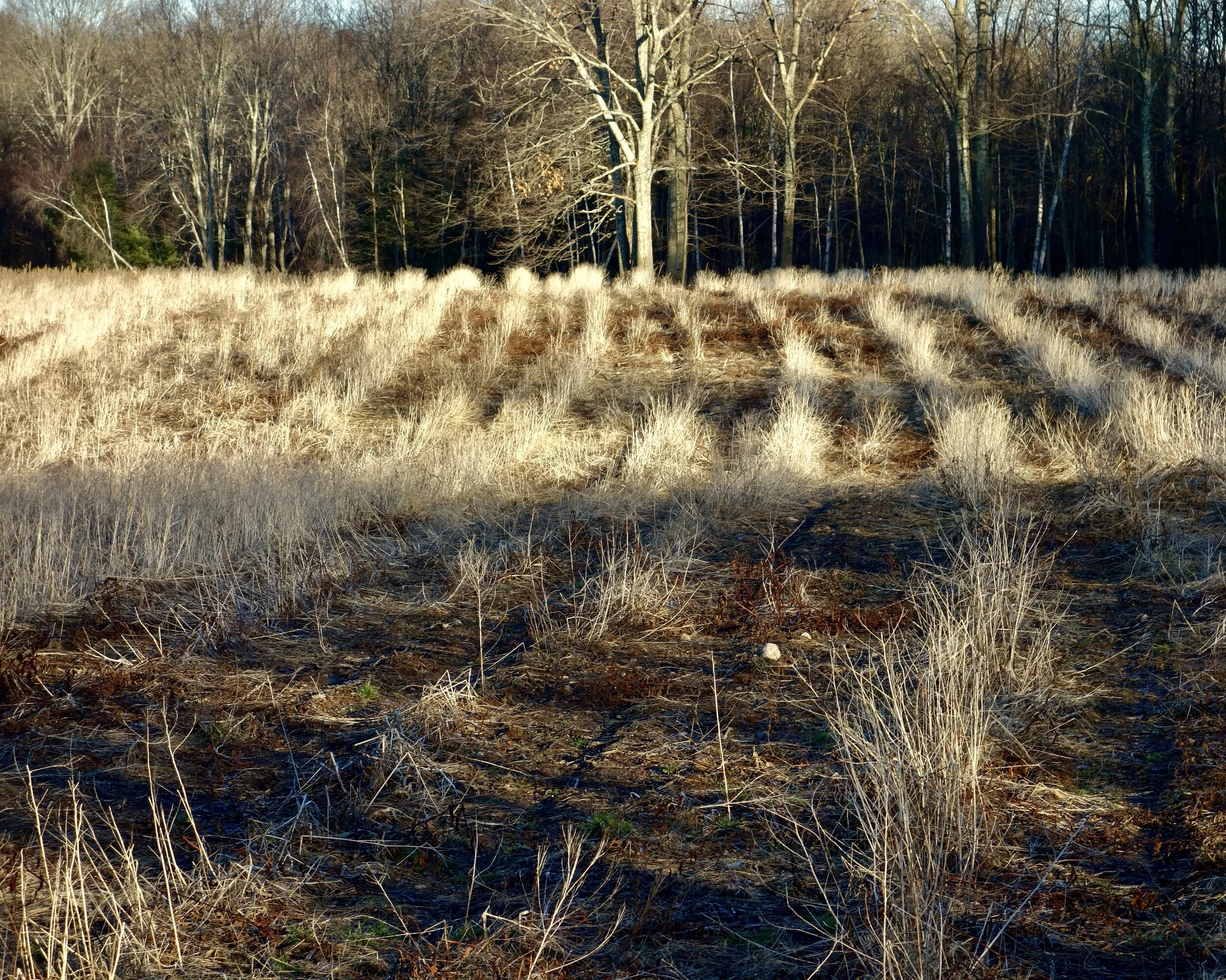 Winter Fields near Southwick, Ma  .jpeg