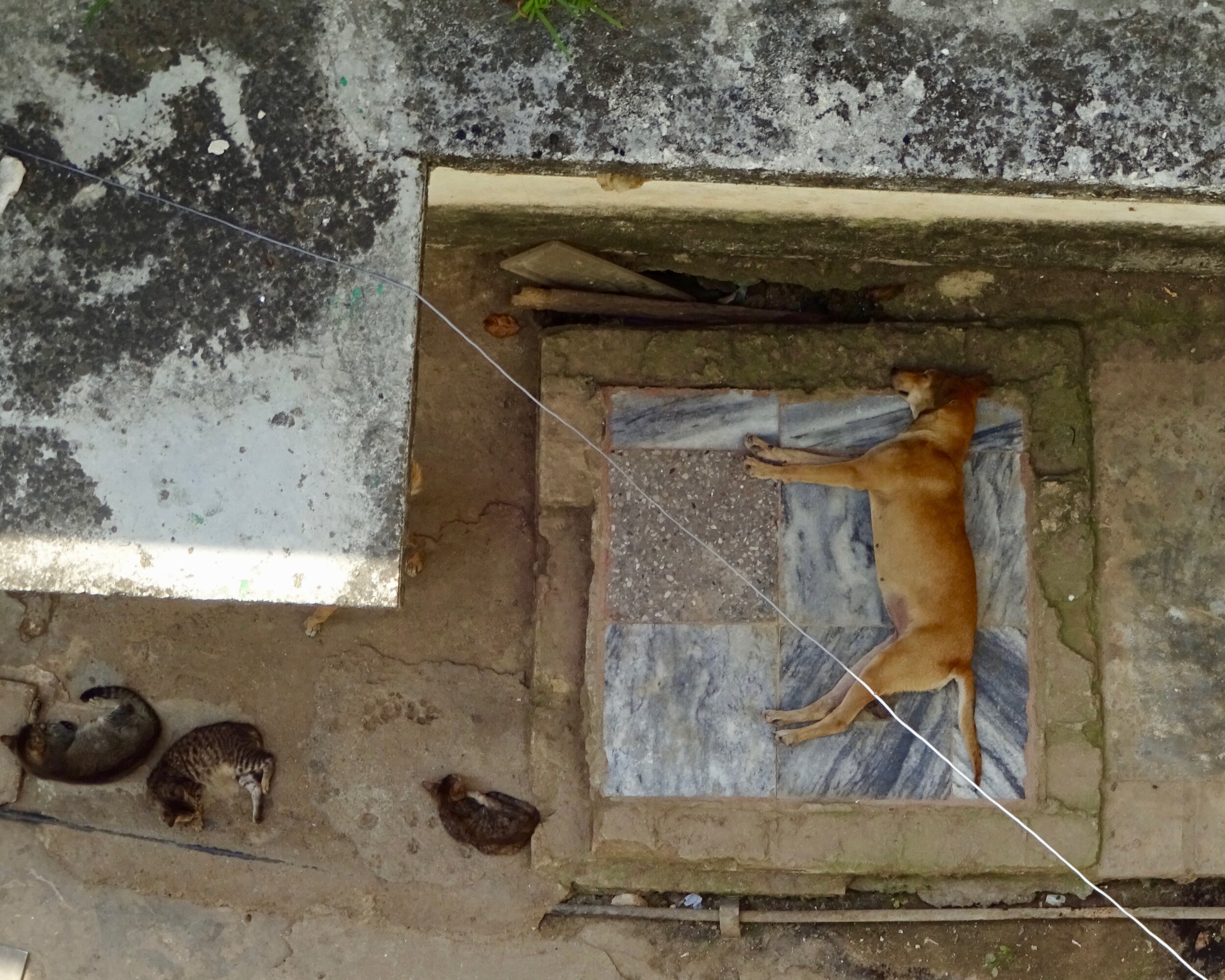 Dogs and Cats at Rest, Jaimanitas Cuba .jpg
