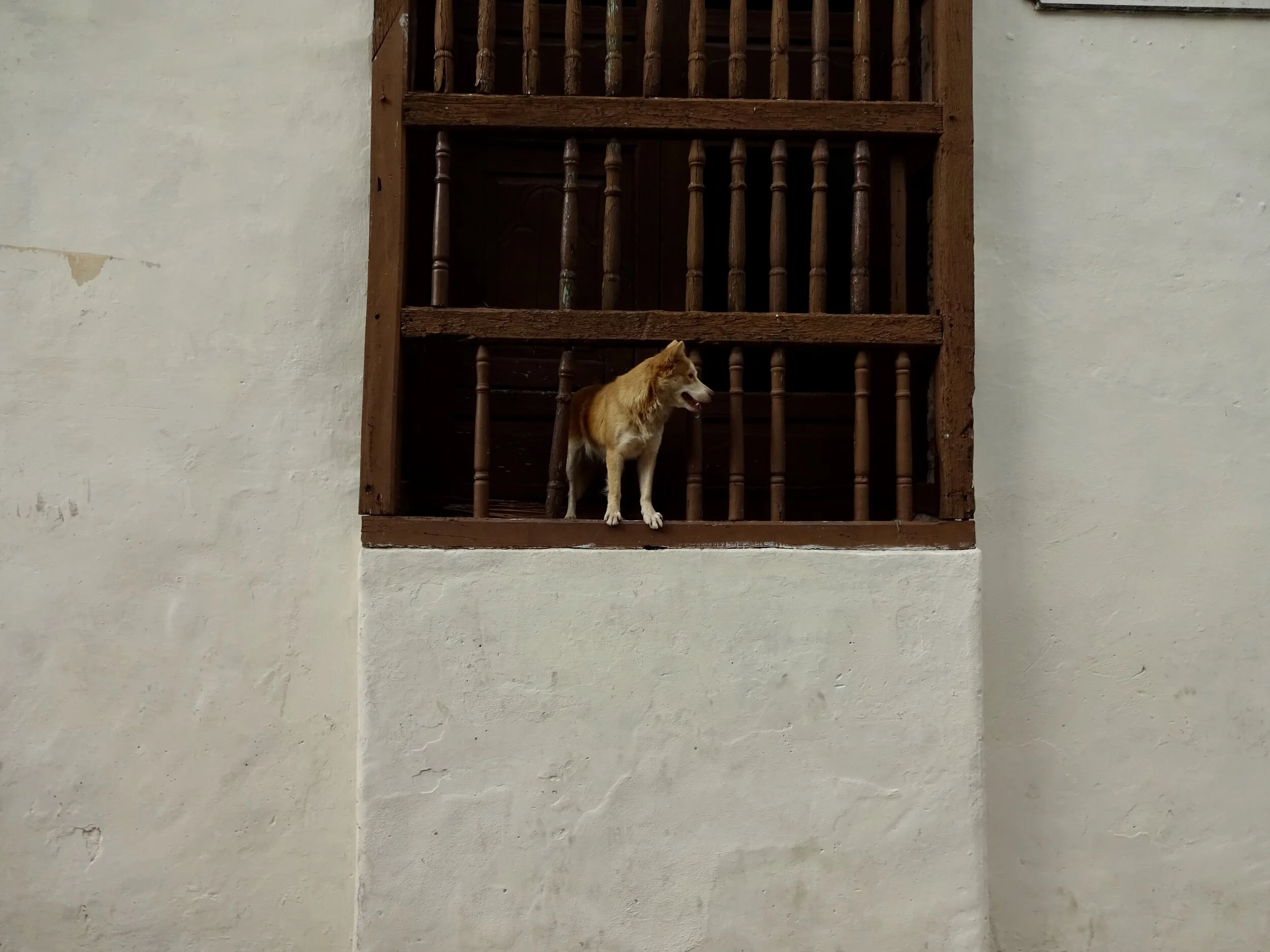Dog in Window Camagüey.jpeg