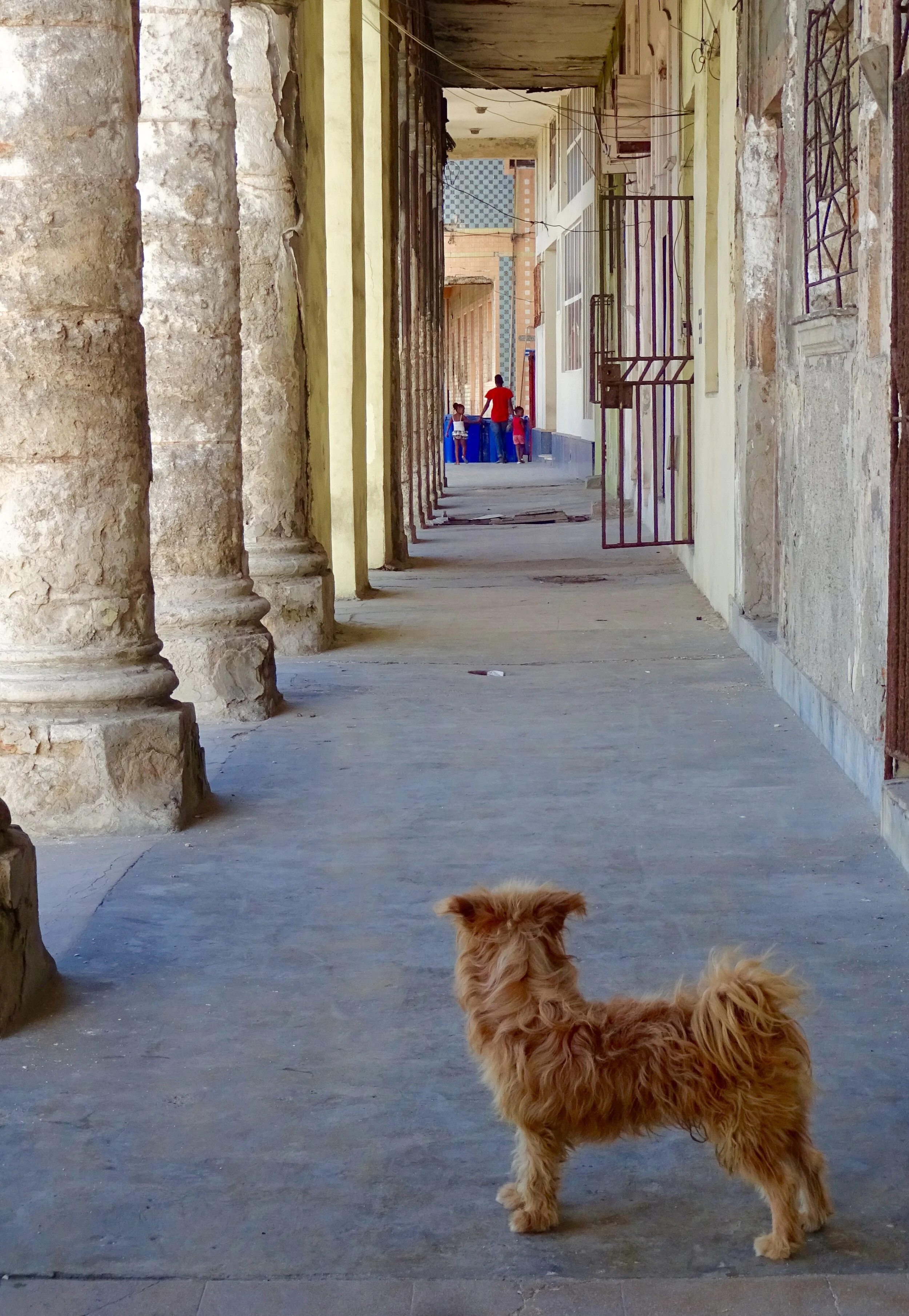 Wistful Dog Havana jpeg.jpeg