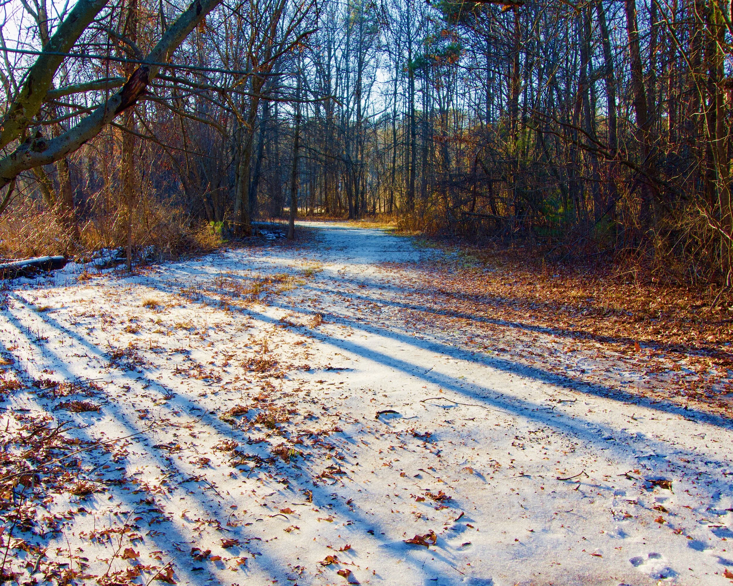 December in West Moor Park .jpeg