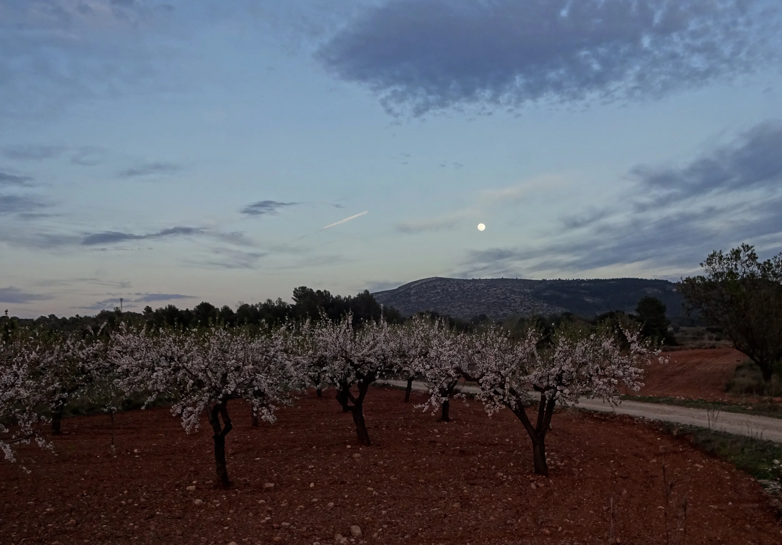 february-blossoms-on-the-way-to-morella-near-morella-spain_49479738896_o.jpg