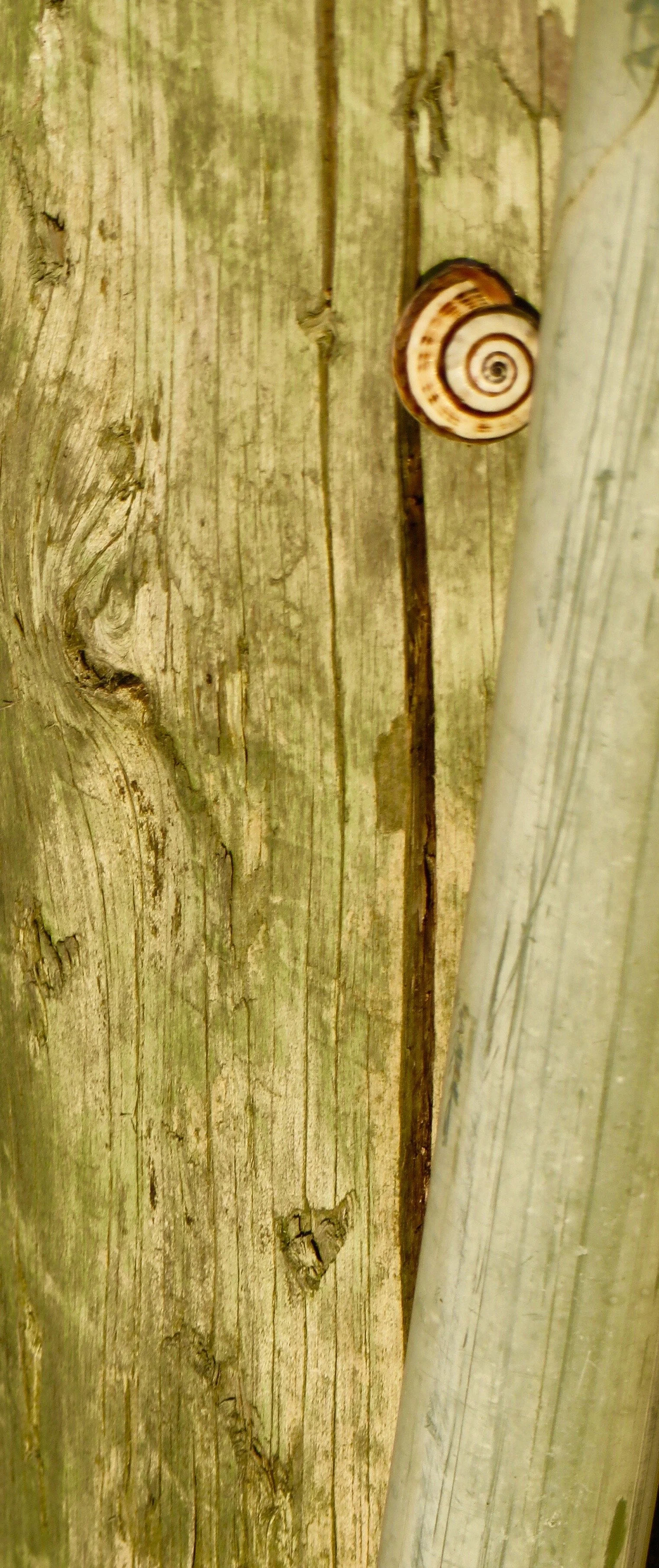 Portuguese snails copy.jpeg