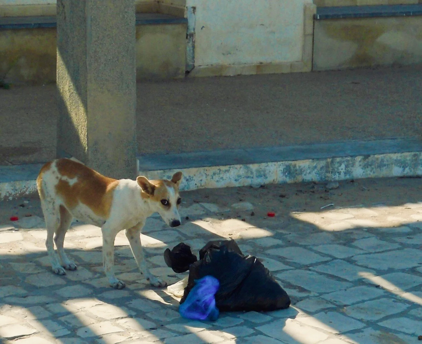 Dog in Djem It's mine all mine.jpeg