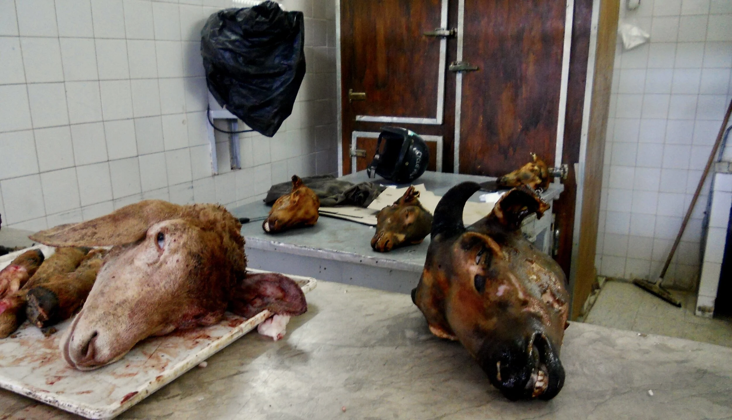 Sheep heads in Mahdia.jpeg