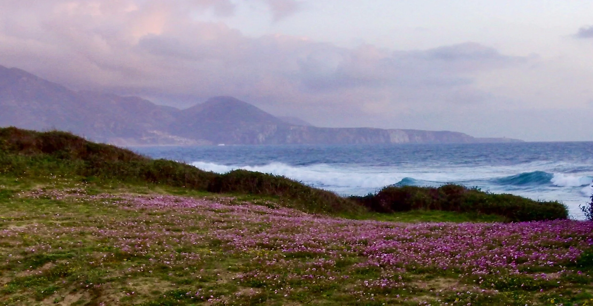 Purple flowers and purple sky Sardinia .jpeg