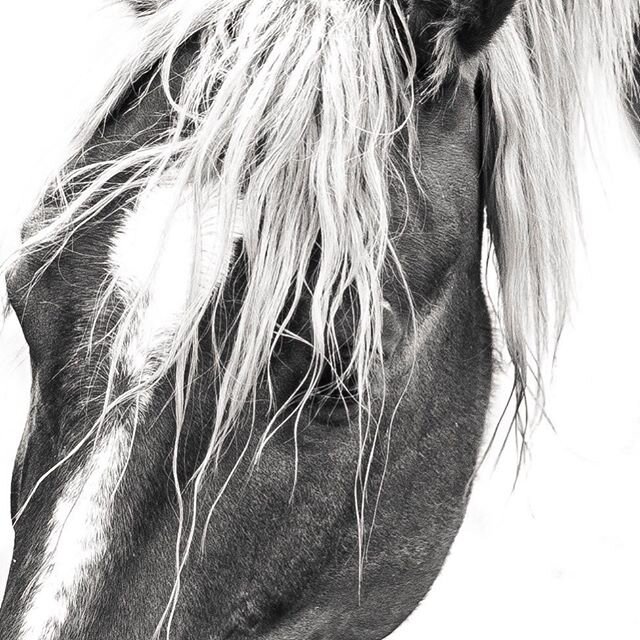 I&rsquo;ve always had a thing for the wild ones.  In horses too.  #MT1864 #ofthewest 📷 @courtneyjgreen