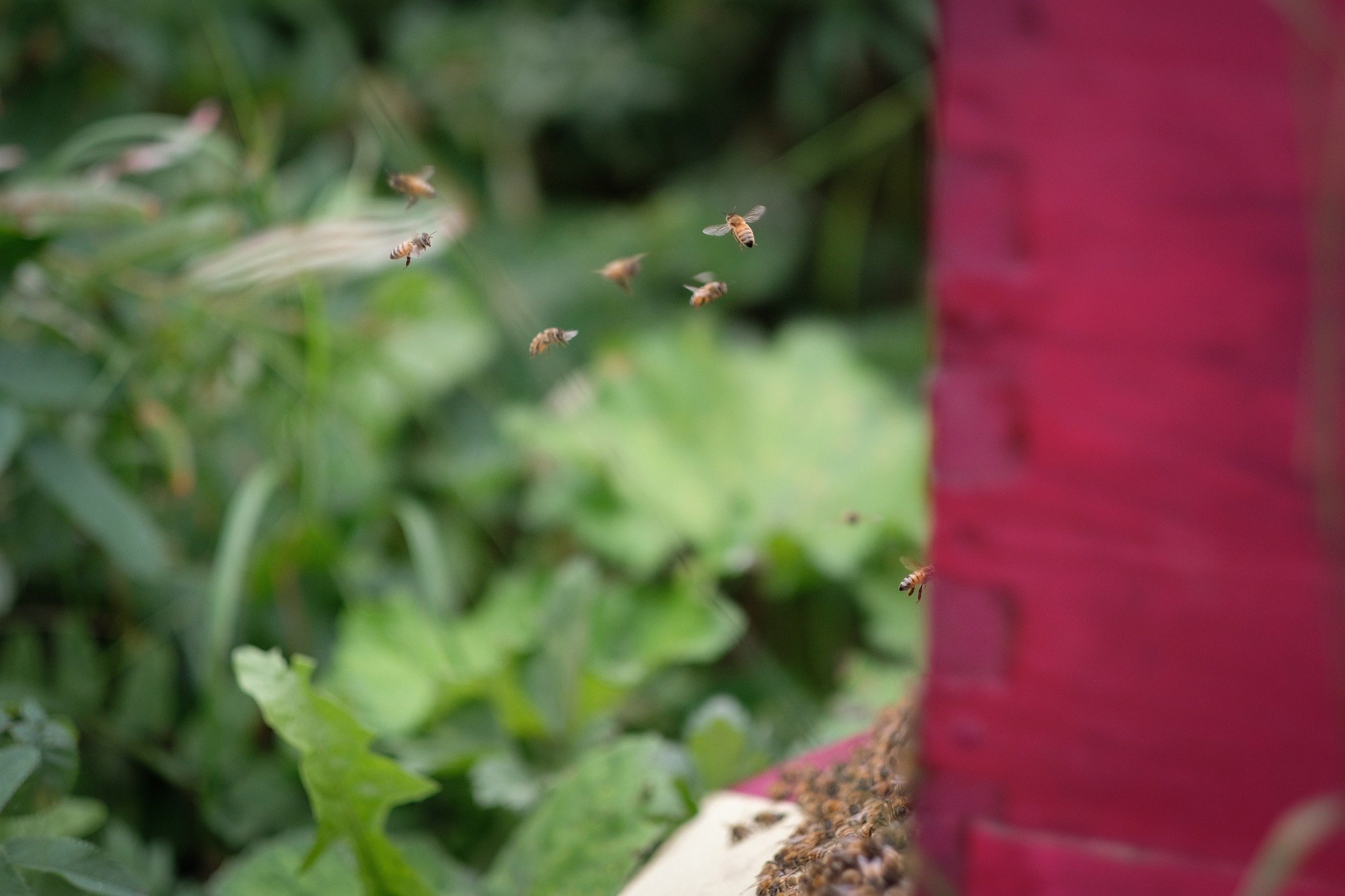 Happy Earth Day (from our community garden bees) 🌏🐝

Thanks to everyone who filled out our Impact Survey, and for being a part of our community! Your feedback helps support a more sustainable community, and to grow a better food system for all! 

A