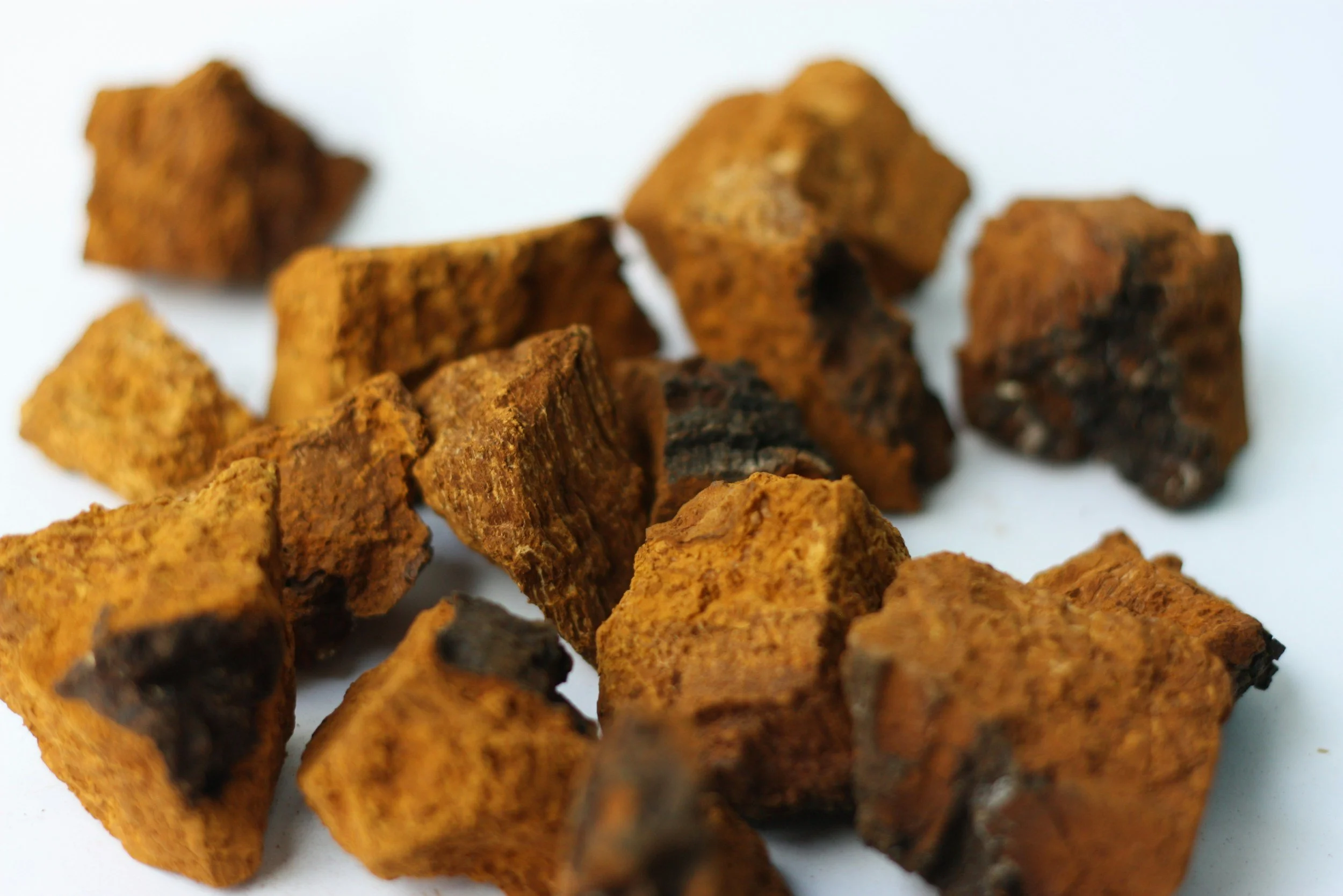 Chaga Workshop