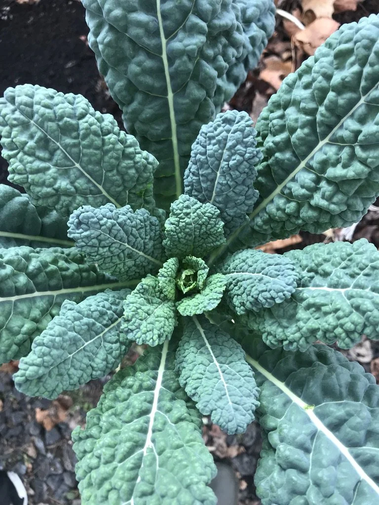 Winding Down Your Garden