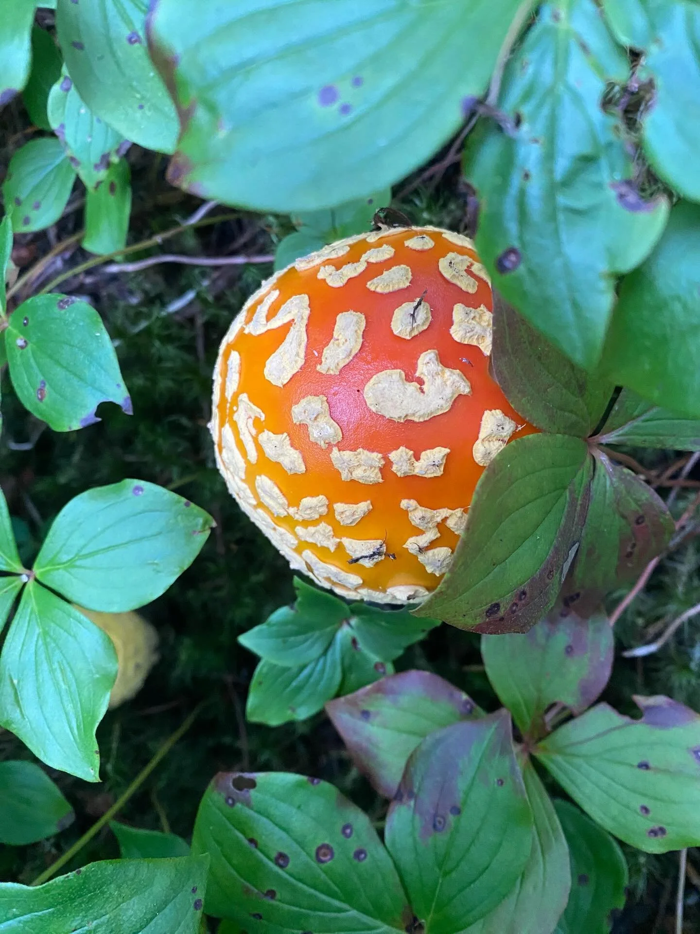 A few spots just opened up in our mushroom walk this evening! 

Starts at 5 pm with a short walk in the woods chatting about the edible mushrooms we find along the way, and ends with a lovely little tasting. 

Email us at info (at) wecnl.ca if you wa
