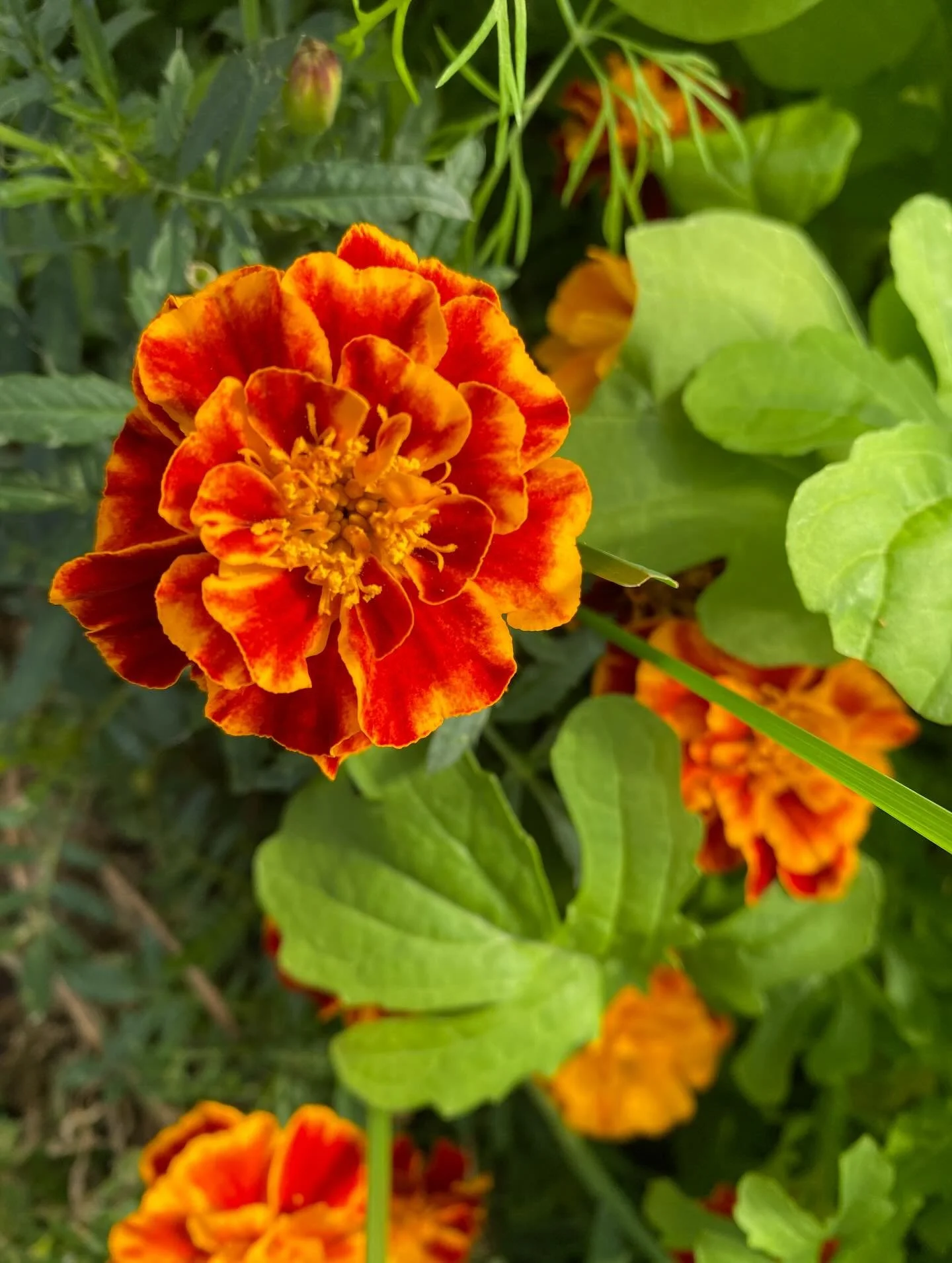 During this season, the benefits of the dome really shine! With its ability to regulate the temperature and capture light, it can extend the season enough to keep some crops growing even at this time of year. 

As the dark and cold season approaches,