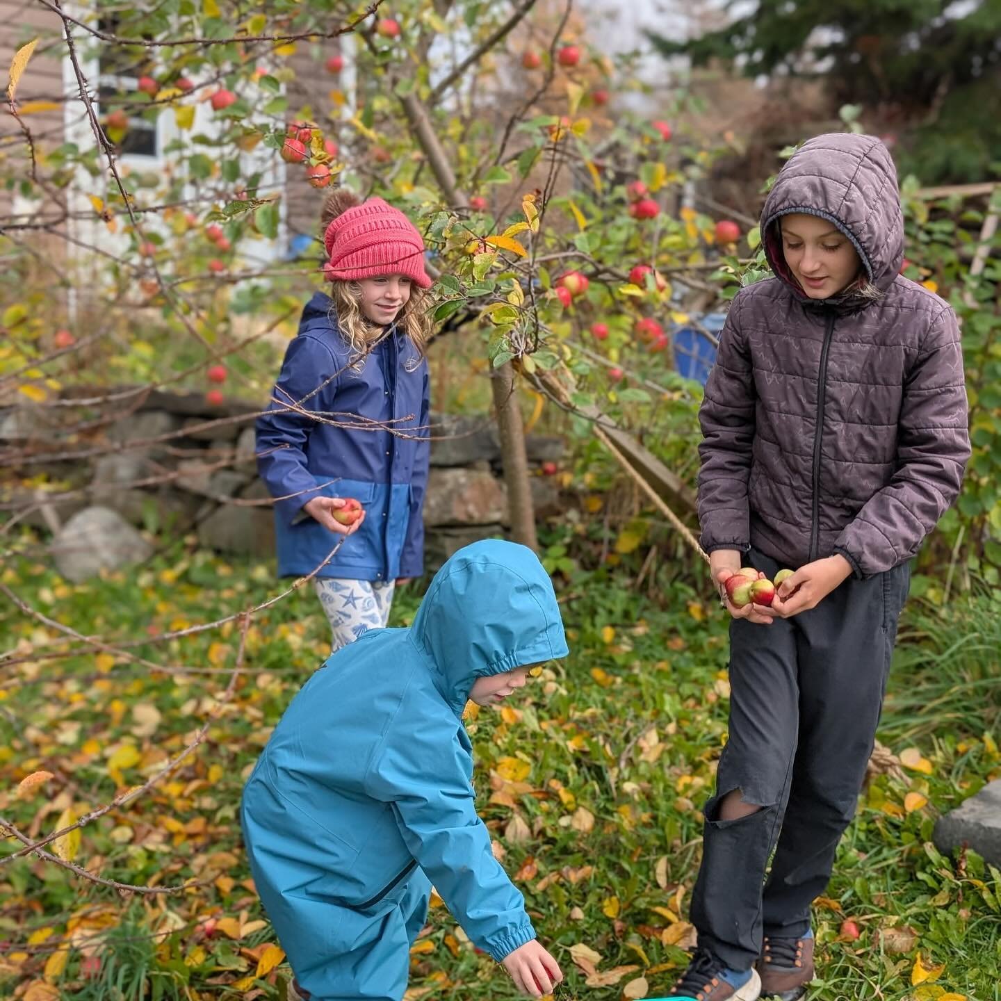 We did a fabulous fruit rescue pick in Benoits Cove on the weekend, harvesting hundreds of pounds of apples that will get turned into apple cider and donated to a local food bank. 

Apple season is not quite over yet so contact us if you have an appl