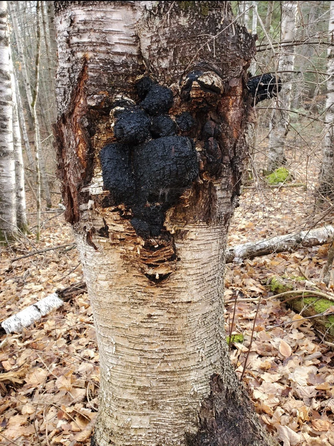 Chaga Uses and Benefits Workshop