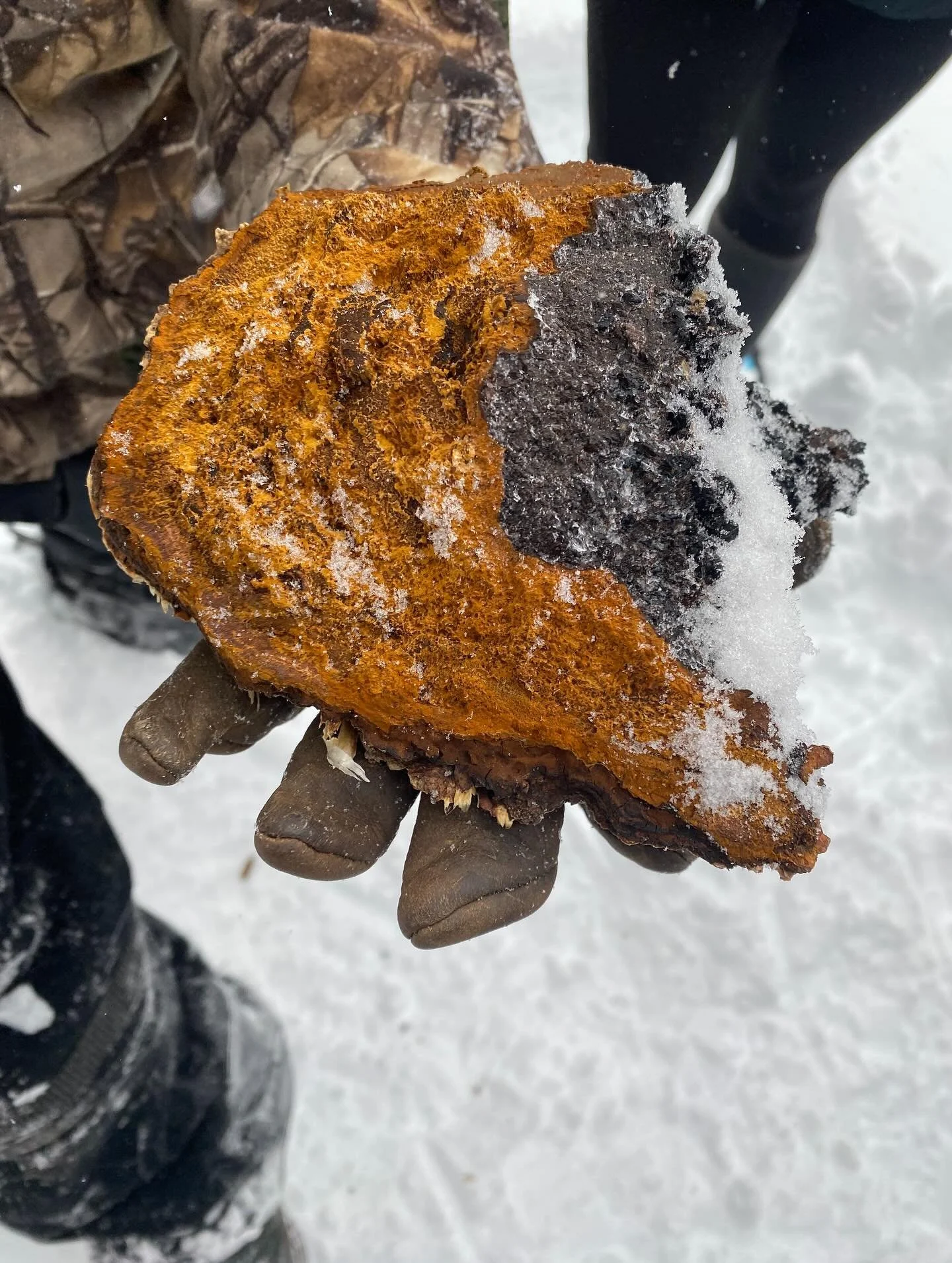 It was chilly but we all went out anyway! 

We had a fun, short and sweet chaga workshop on the weekend despite the frigid temps. 

Experienced west coast forager Adrian Reid of @joiedevivrefarmnl lead a hands-on workshop to demonstrate how chaga is 