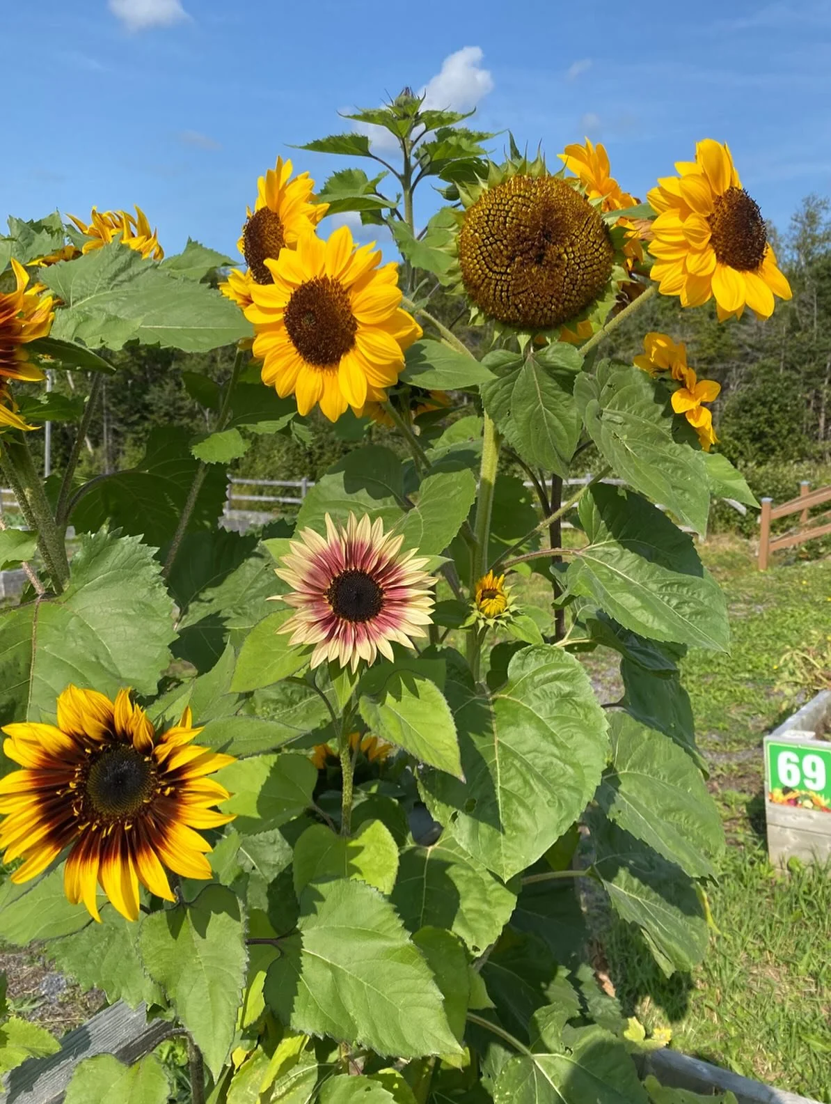 In the next instalment of our Garden Planning series in partnership with the Corner Brook Public Library, we&rsquo;ll delve into placement and planting strategies for your garden! We&rsquo;ll touch on micro climates, choosing the right seeds for our 
