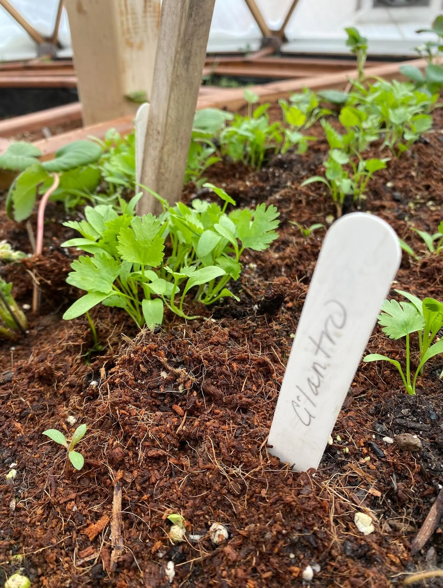 This year we&rsquo;re trying a few new projects at the growing dome! 

Along with the new workshops and community programs, we&rsquo;re also excited to be growing a few veggies that we plan to sell as a small fundraiser. 

Lots of seeds have sprouted