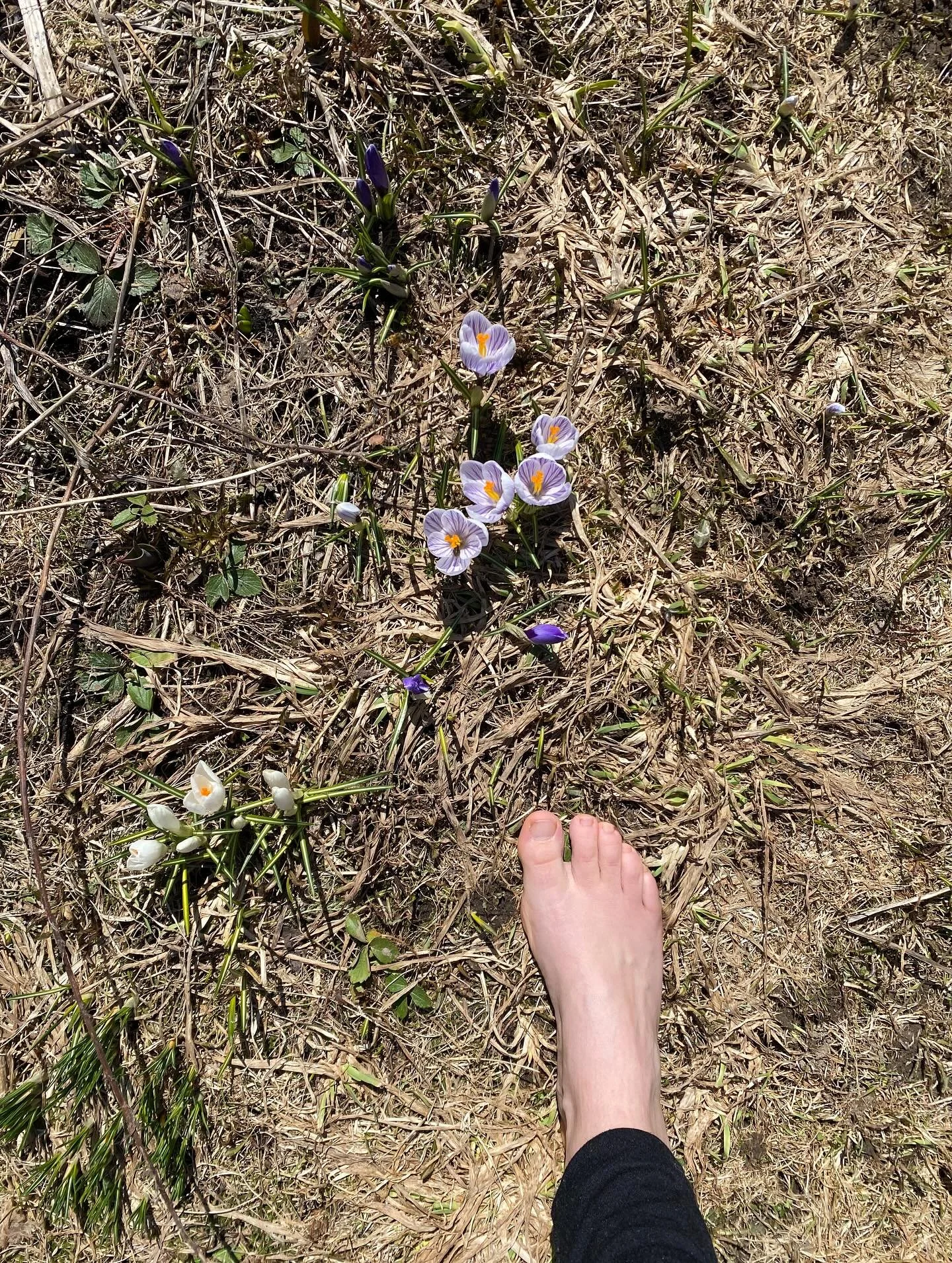 The crocuses are up, the bees are out, feet are bare and the sun is shining! 

Could life get any better as a gardener?!

#bees #crocus #spring #garden #barefeet