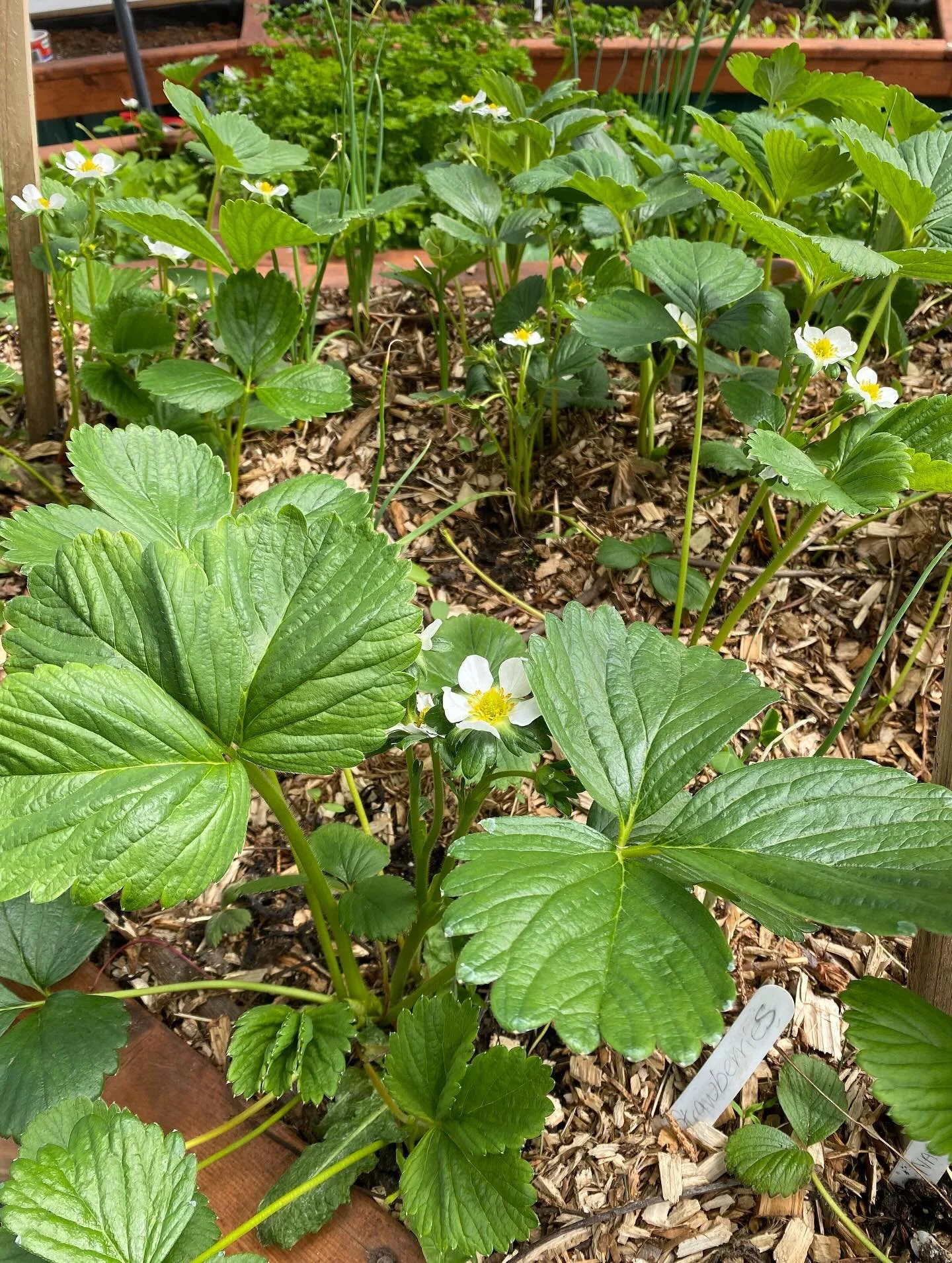 Mulch comes in lots of shapes, sizes and colours! 

Learn all about the different kinds of mulch, pros and cons of each, and why it&rsquo;s so integral for garden health to keep that soil covered. 

Our mulching workshop (part of the Soil Food Web Se