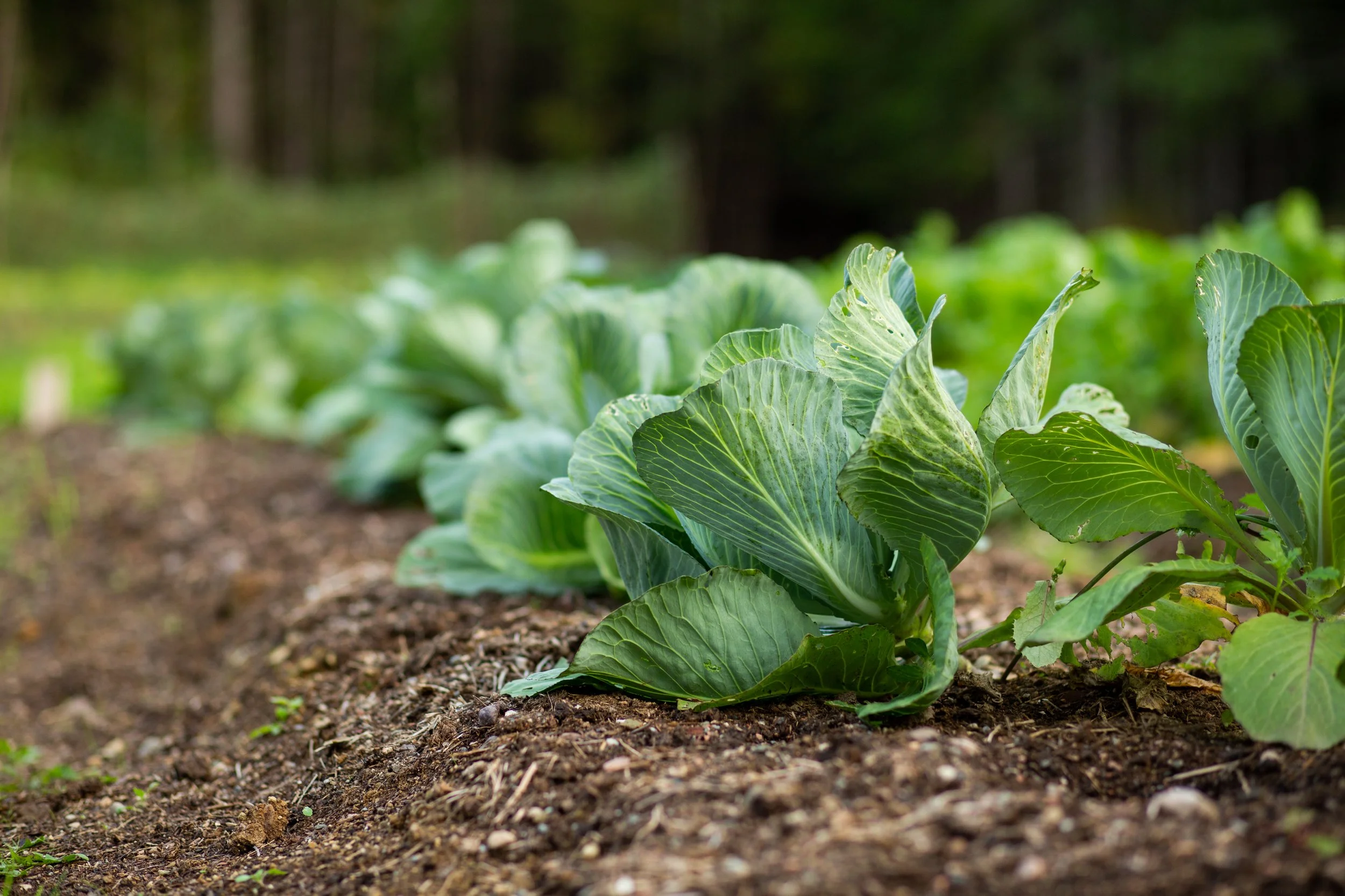 Soil Food Web Series: Activating Your Soil Biology