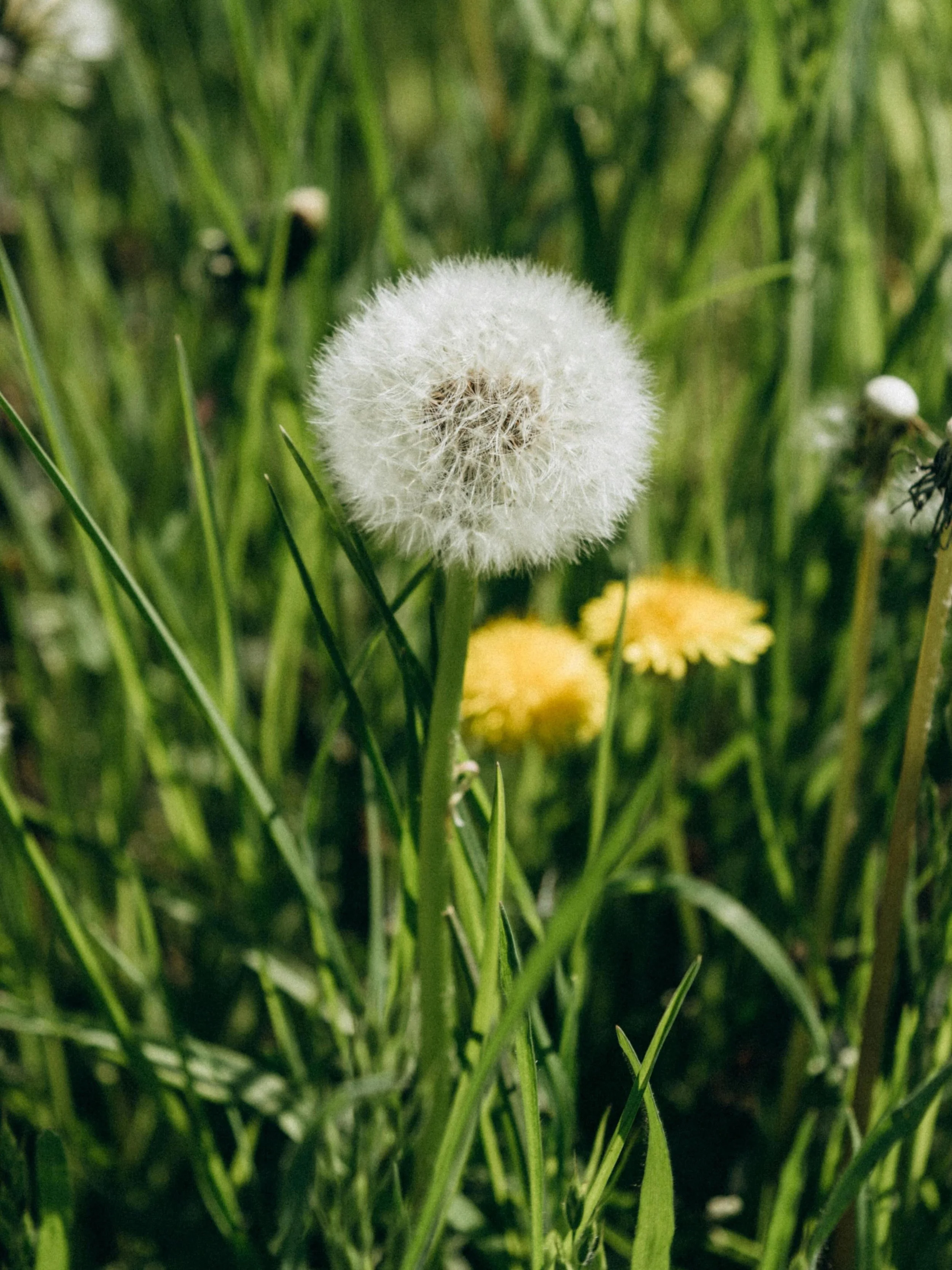 Ah weeds, the bane of many gardeners&rsquo; existence!

But do they perhaps have something to tell us and we simply haven&rsquo;t been listening? 

Come to our Secrets of Weeds workshop on Wednesday, May 13th at 7 pm and learn how to understand what 