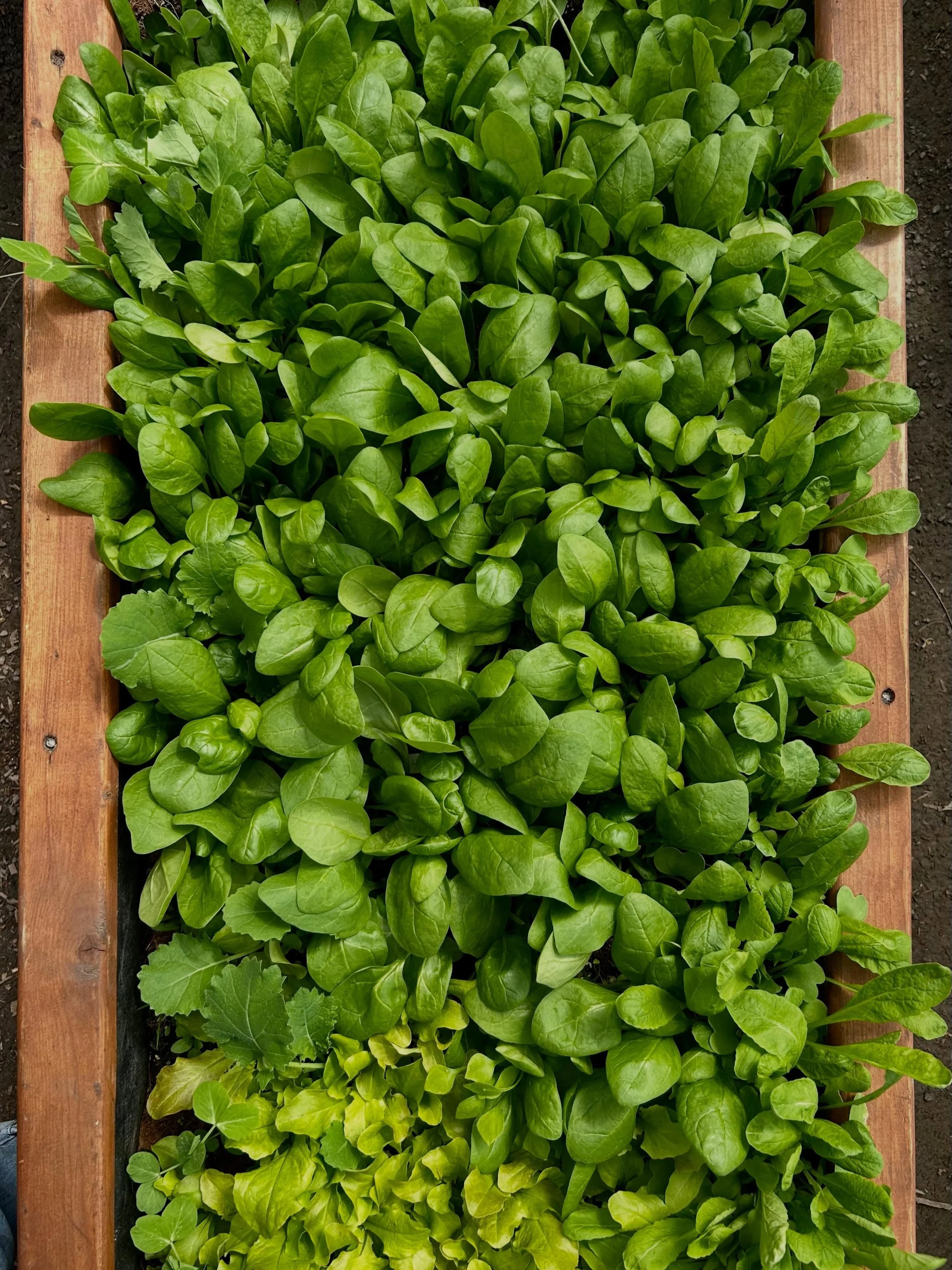 Orders close tonight!

If you&rsquo;ve been wanting to get your hands on some fresh spring greens, now&rsquo;s your chance. 

Head on over to the Western NL Food Hub website and find our delicious dome grown greens, herbs and seedlings! 

All proceed