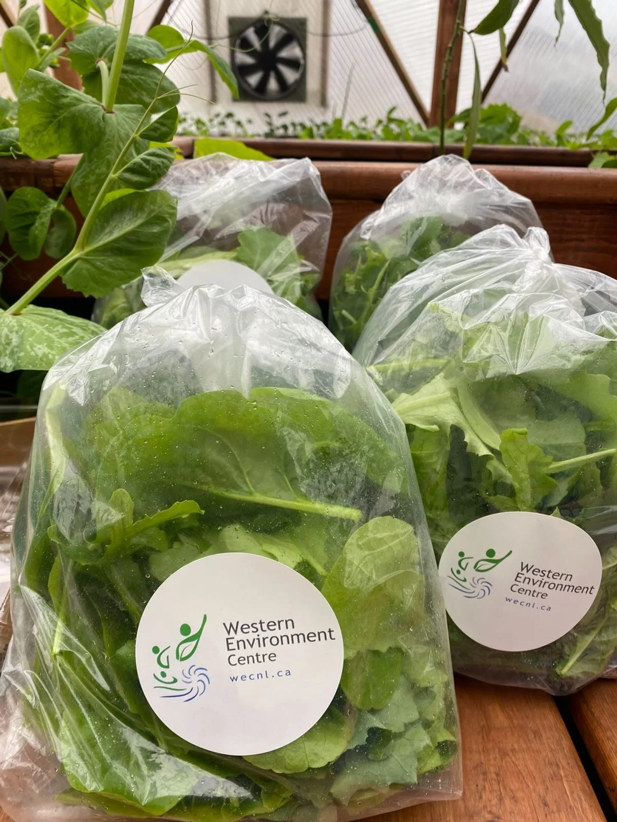 Our very first week on the food hub was a success! 

Thanks to all the customers who put in their orders for delicious mixed greens, herbs and other fine fresh local foods.

We harvested it all and dropped everything off to the Western NL Food Hub th