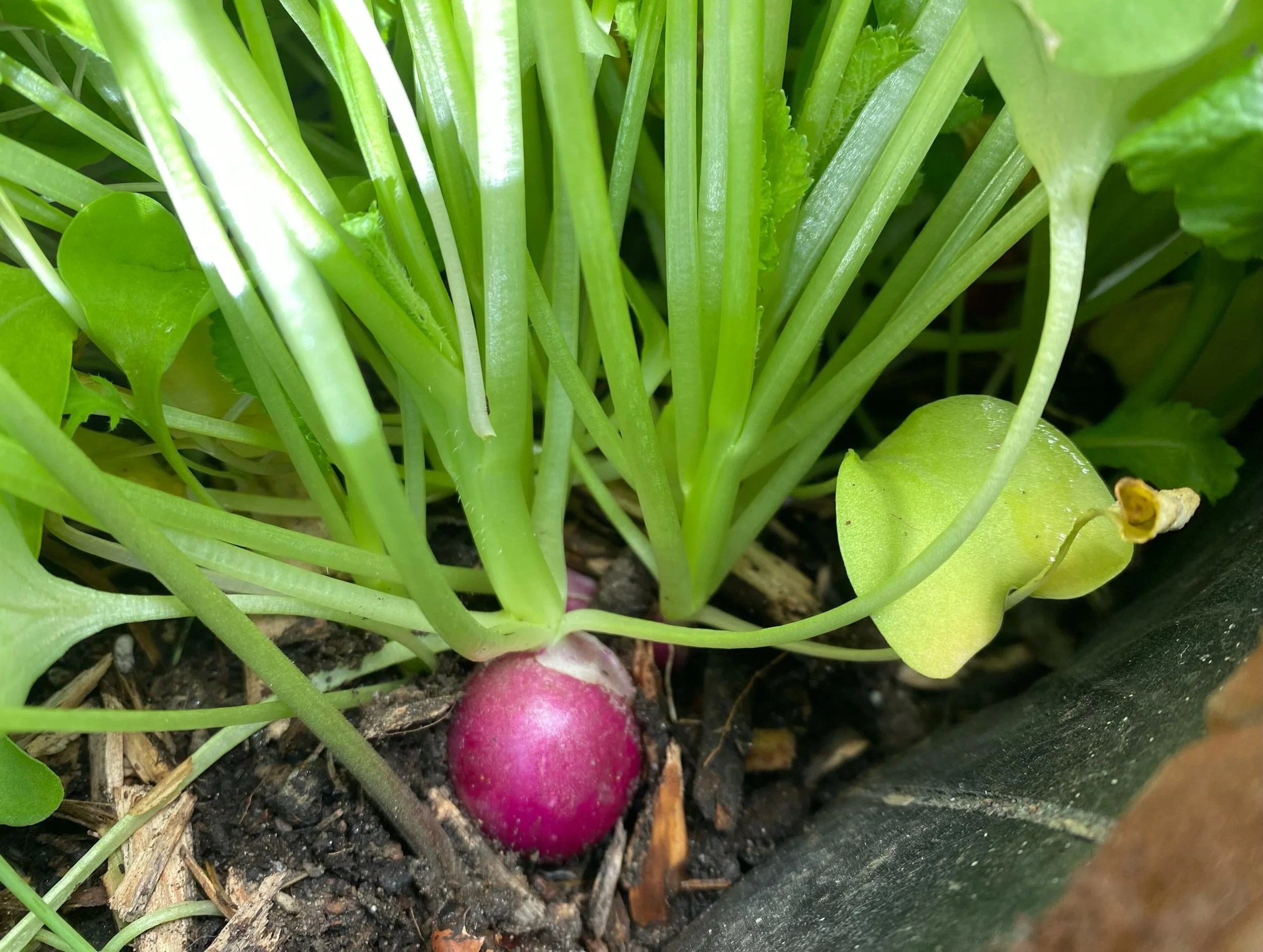 Remember to pick up your fresh dome grown greens, herbs, radishes and seedlings this weekend! 

You can find our products online at the Western NL Food Hub, and in person at Feed Market on Mount Bernard in Corner Brook. 

Soil. People. Purpose

@nlfo