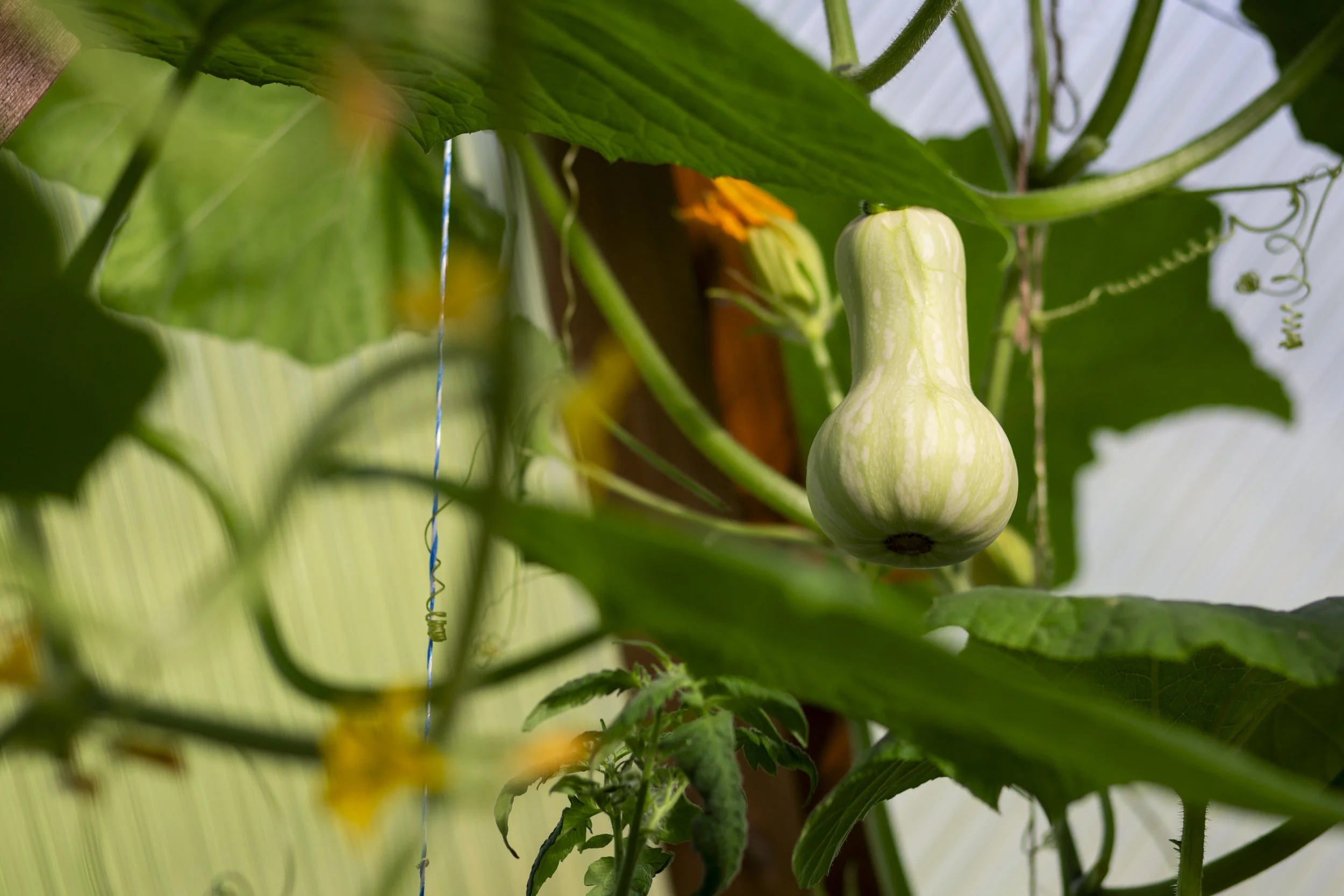 Soil Food Web Series: Activating Soil Biology (re-scheduled)
