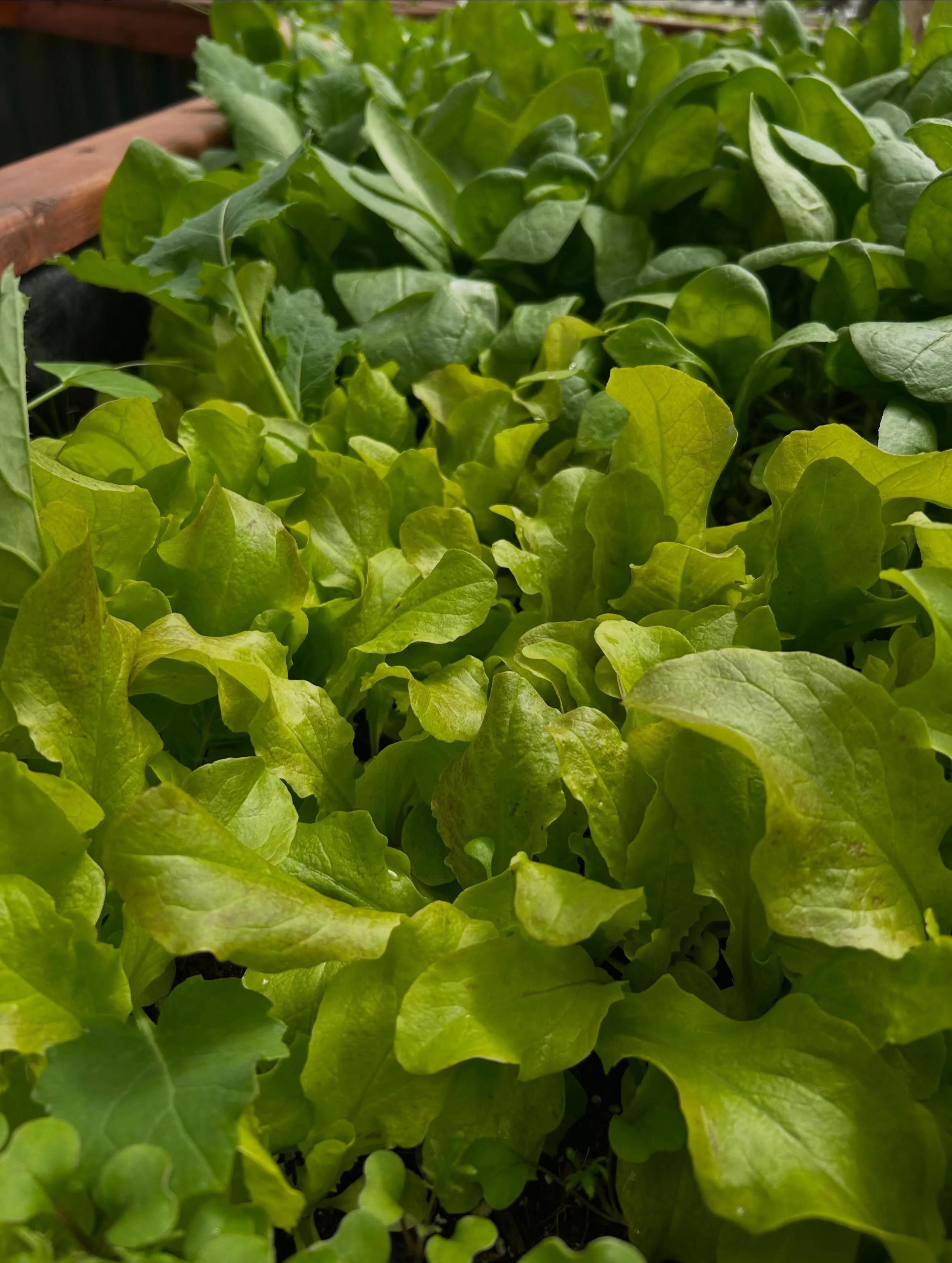 Look at that greenery!

It&rsquo;s not too late to get your spring greens this weekend - find those dome grown luscious leaves at the Western NL Food Hub (ordering open until Monday night!) or in-person at Feed Market on Mount Bernard. 

We&rsquo;ve 