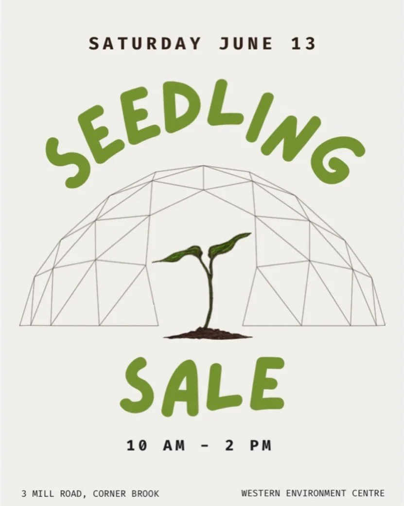 Need seedlings?

We&rsquo;ve got you covered! 

Come find us at the growing dome this Saturday, June 13th between 10 am and 2 pm! We&rsquo;re selling all our extra seedlings and there&rsquo;s lots to choose from - lots of tomato varieties, cabbage, b