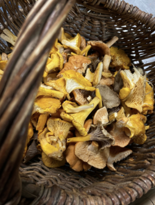 Mushroom Foraging Walk