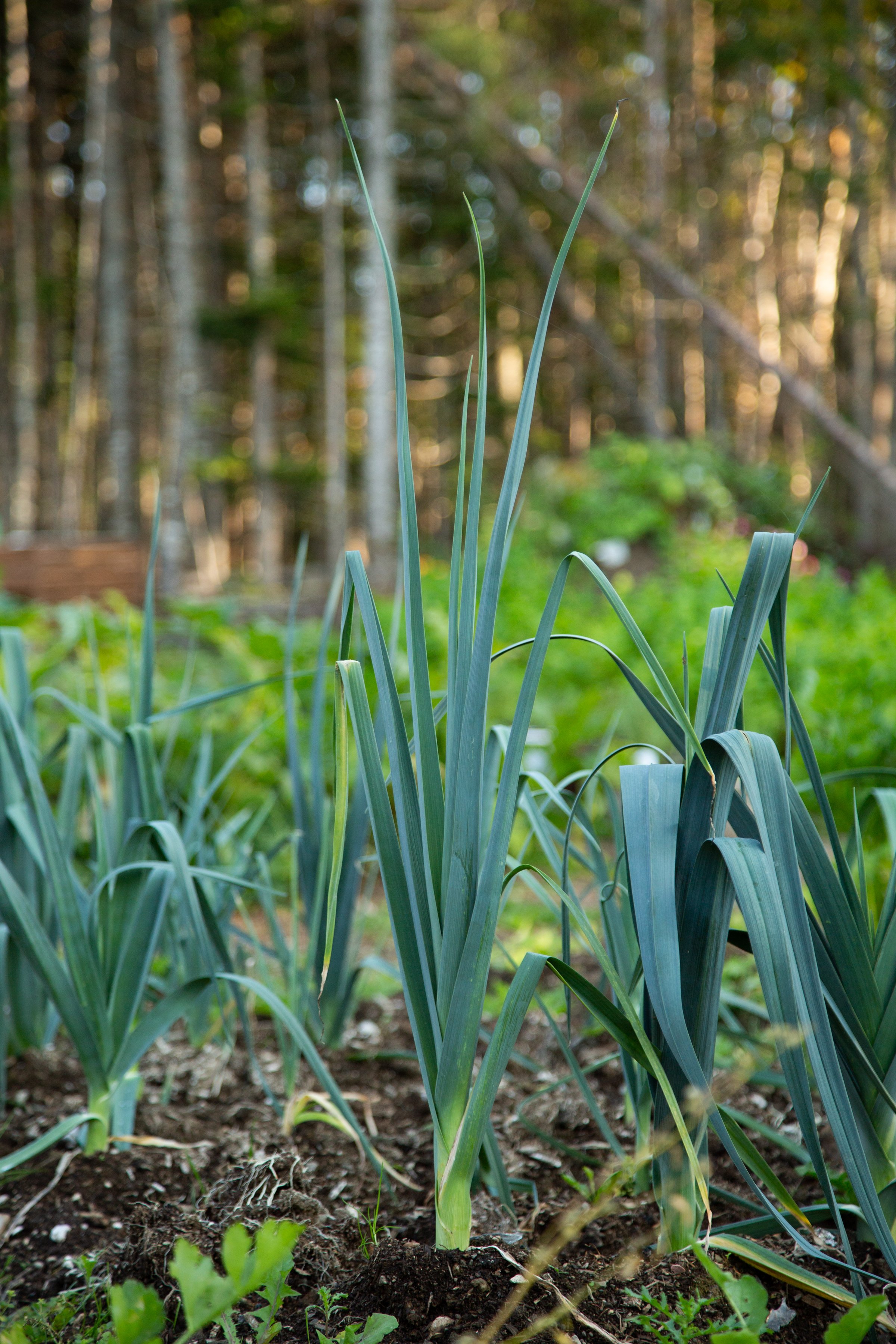 Reid Street Garden Gathering