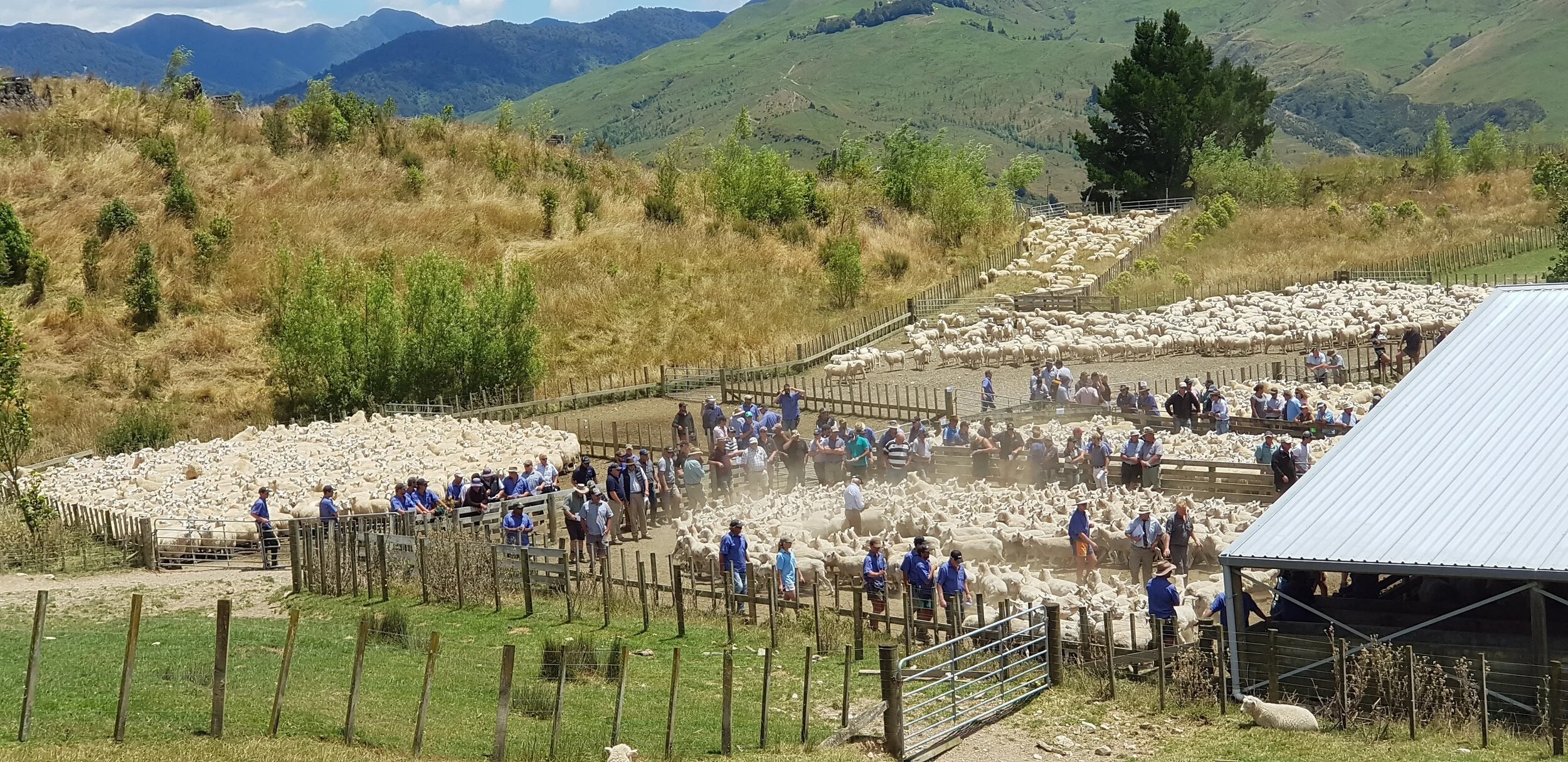 The Puketoro annual sheep and cattle sale, in early January.