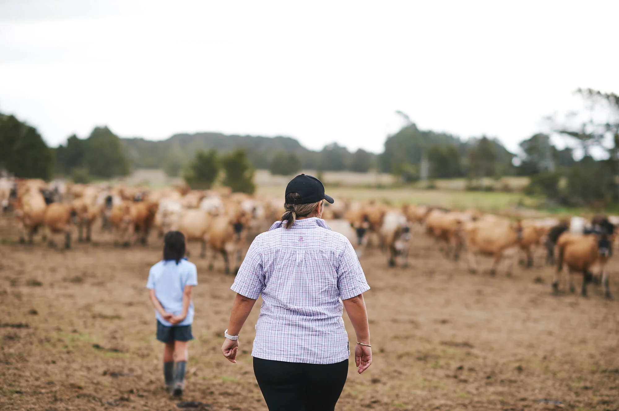 Checking the Jersey cows on the dairy farm, Totara Dairy.