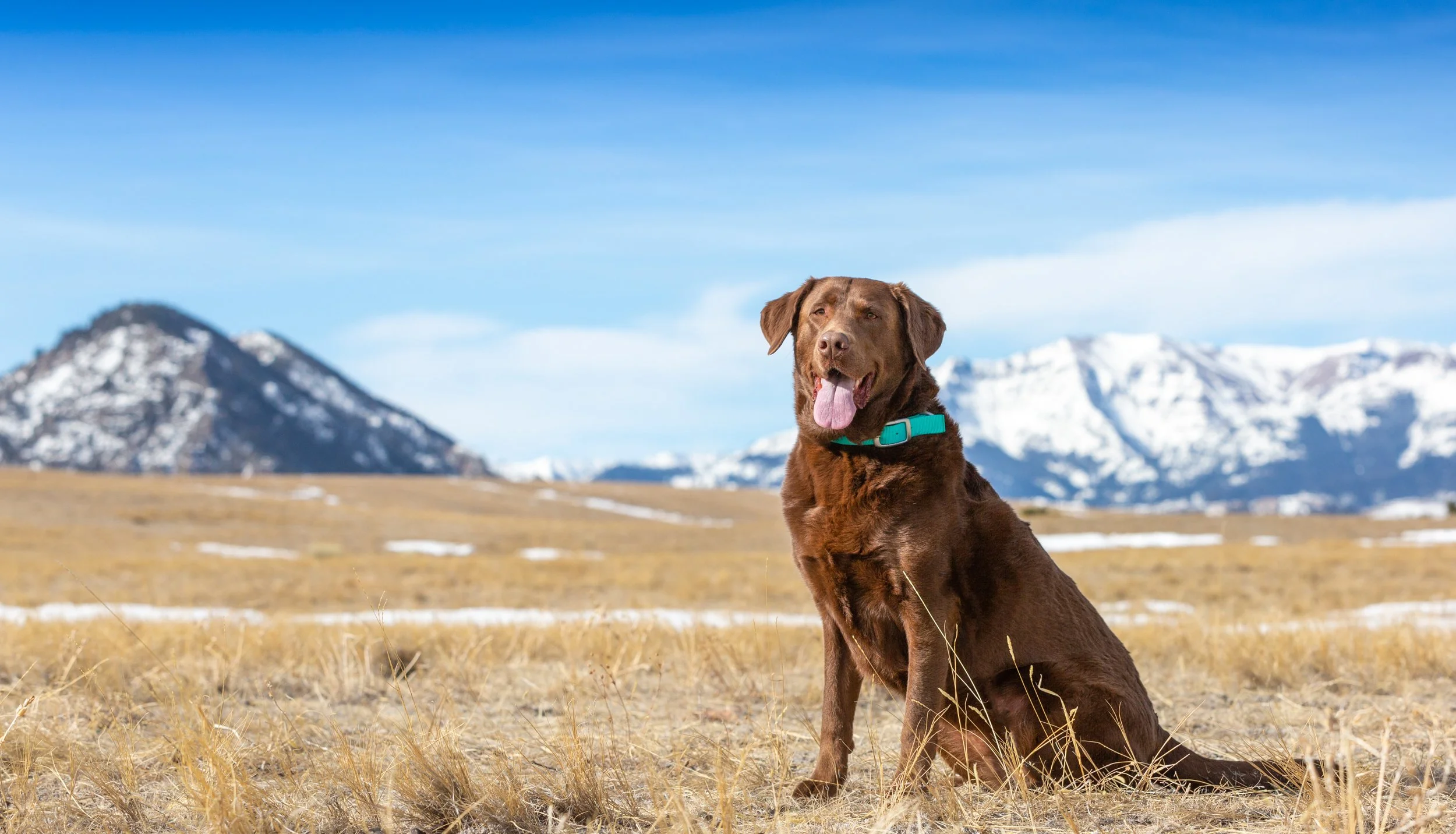 chocolate lab_sunlight mountains_snow.jpg