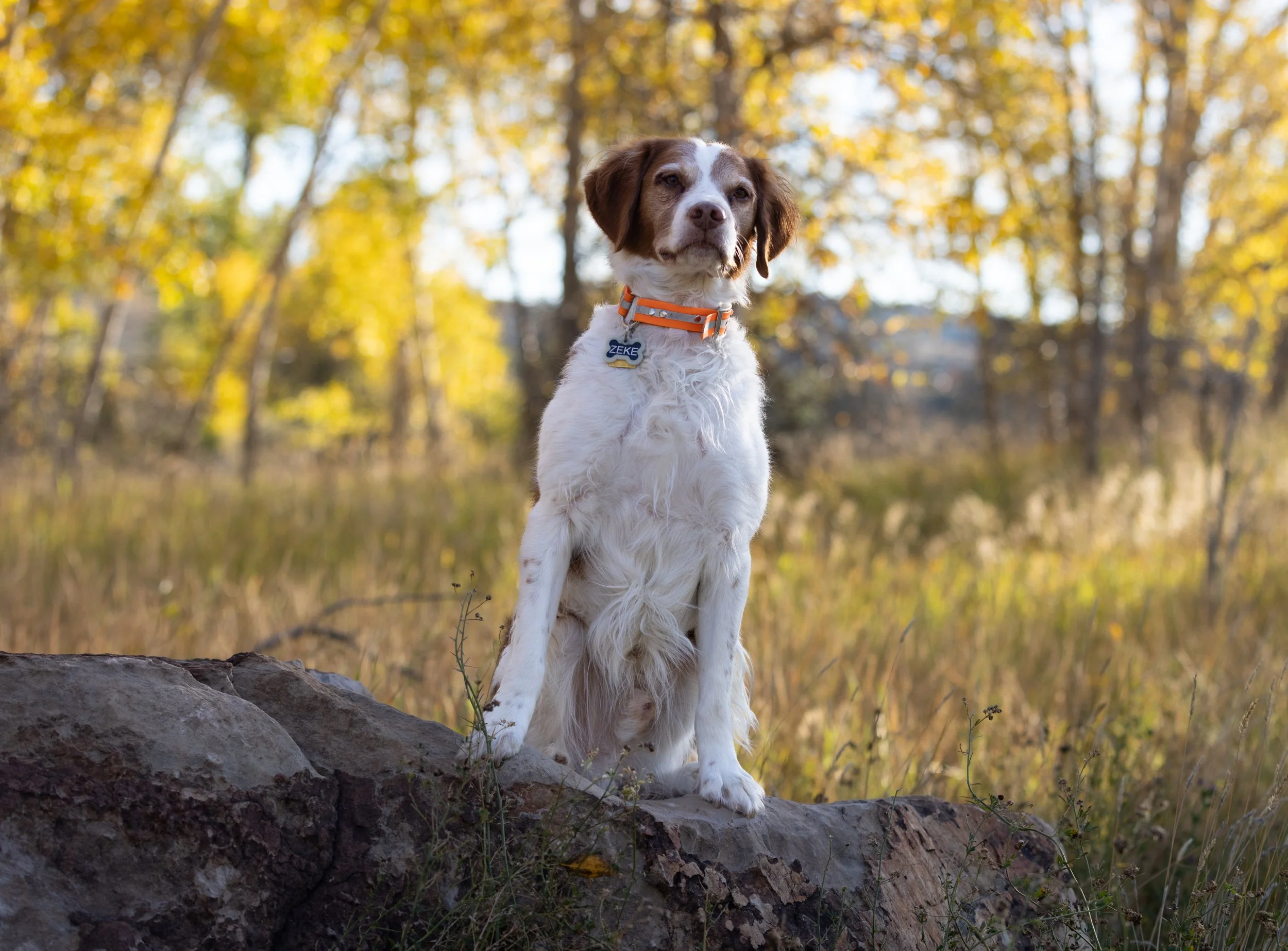 brittany_dog_senior_hunting.jpg