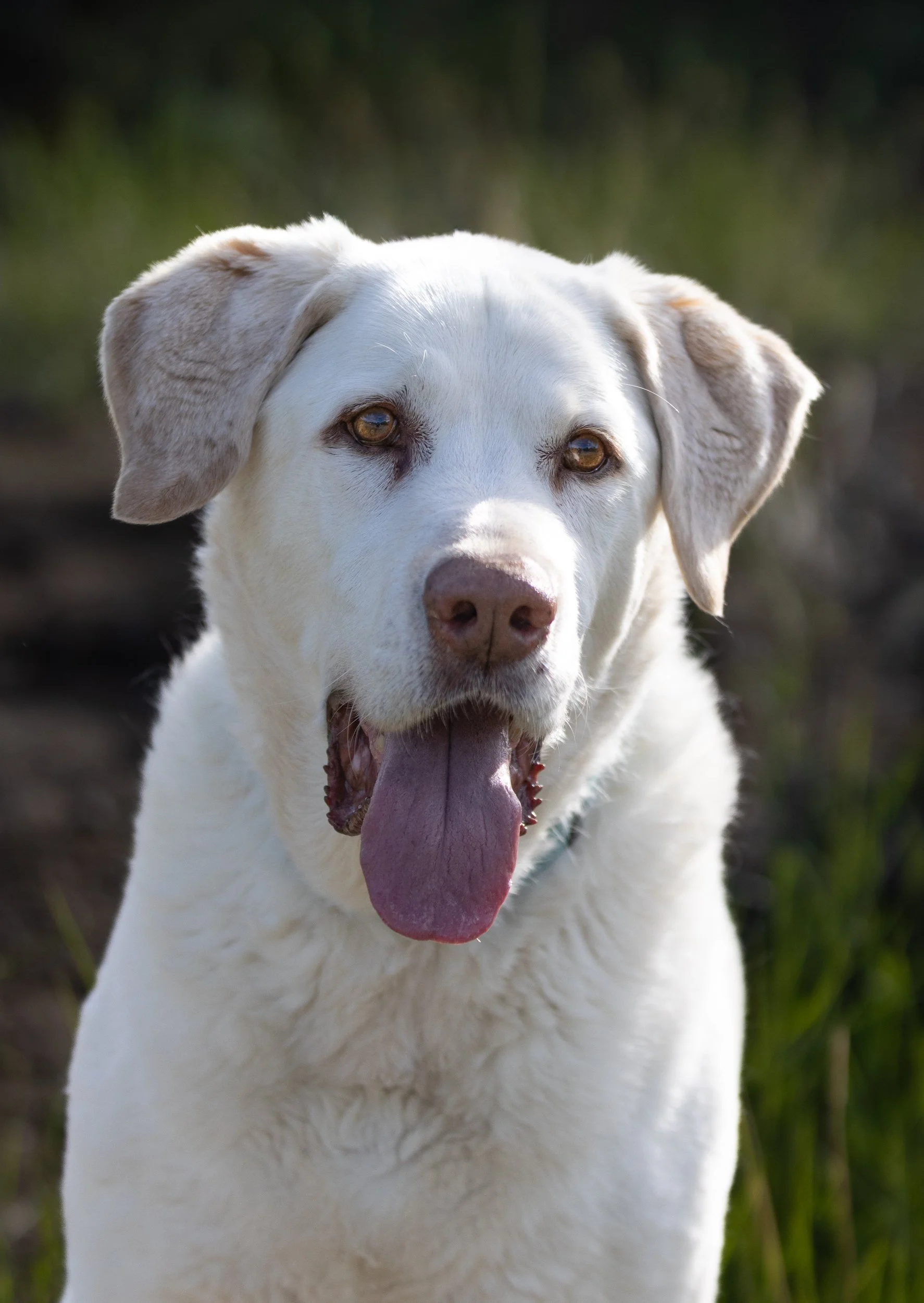 white_lab_portrait_dog.jpg