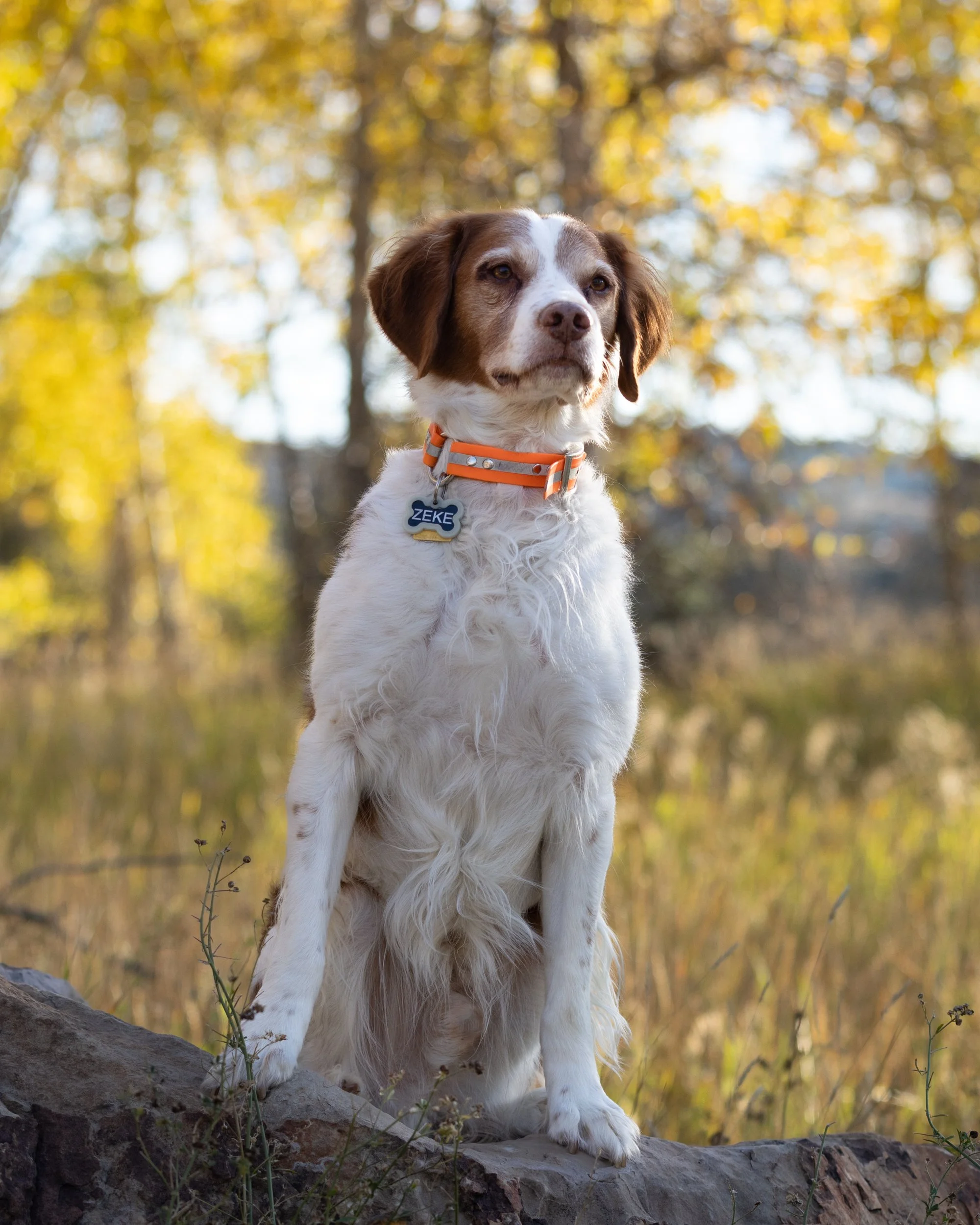 brittany_dog_senior.jpg