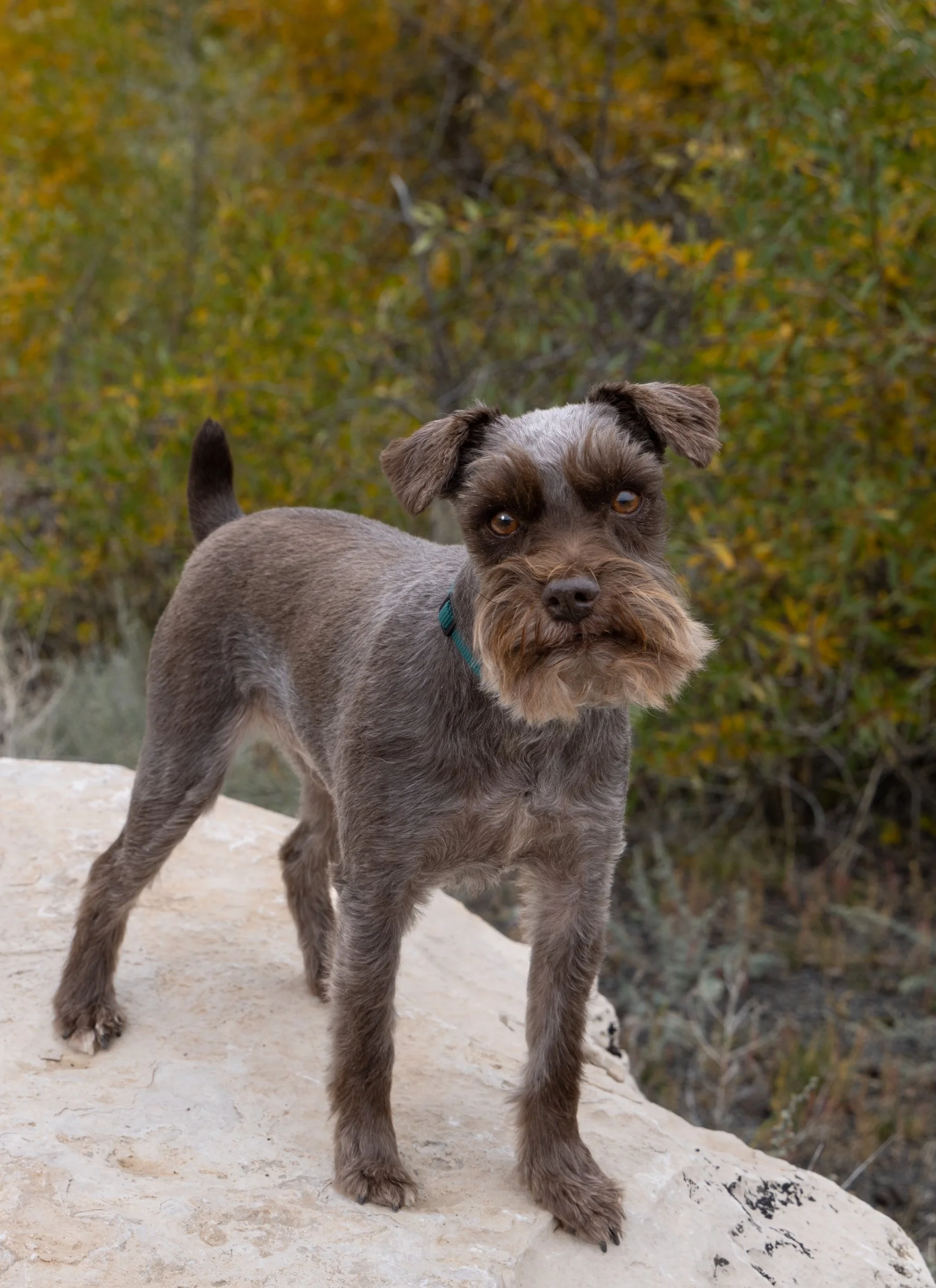 chocholate_schnauzer_dog.jpg