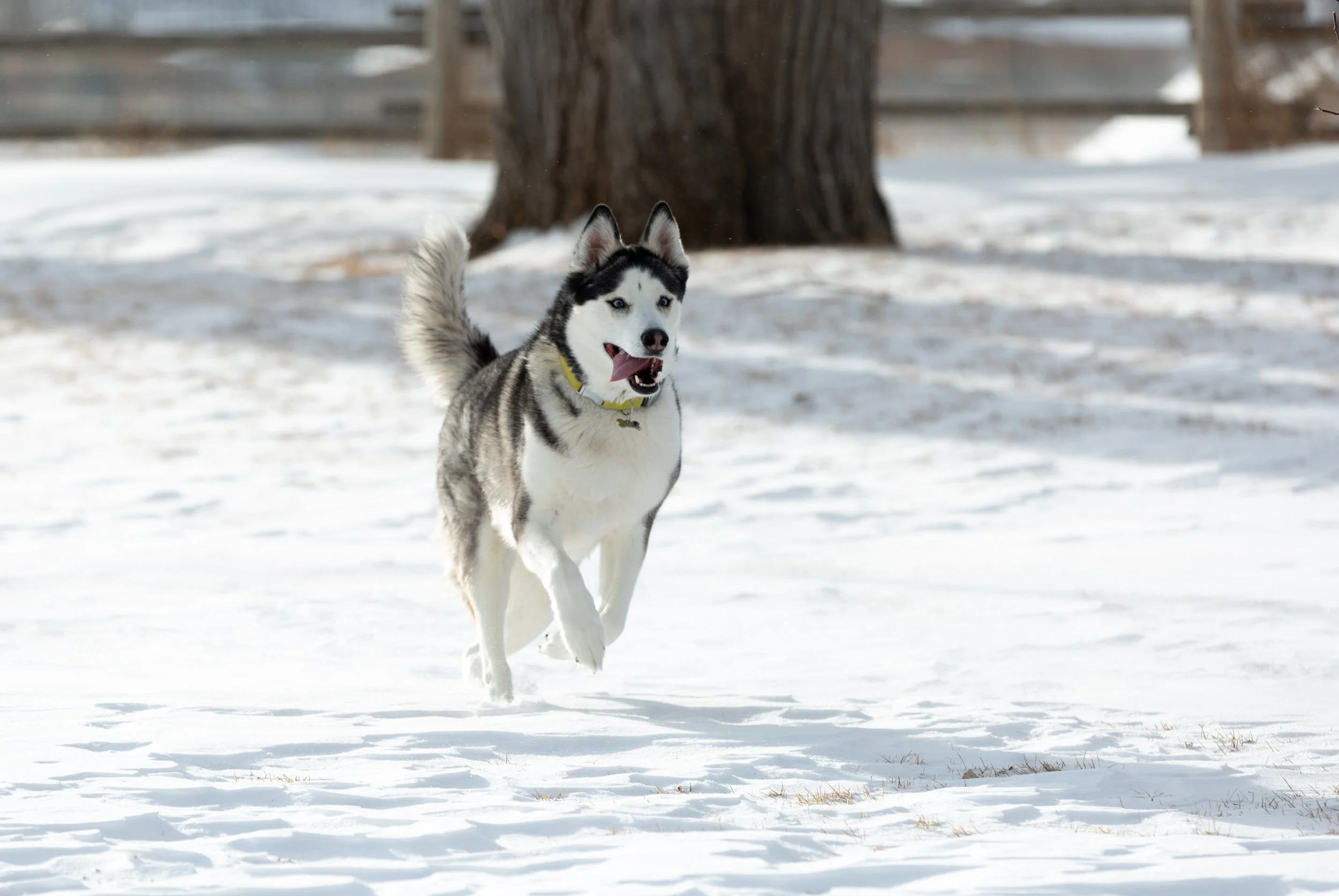husky_snow dog_running.jpg