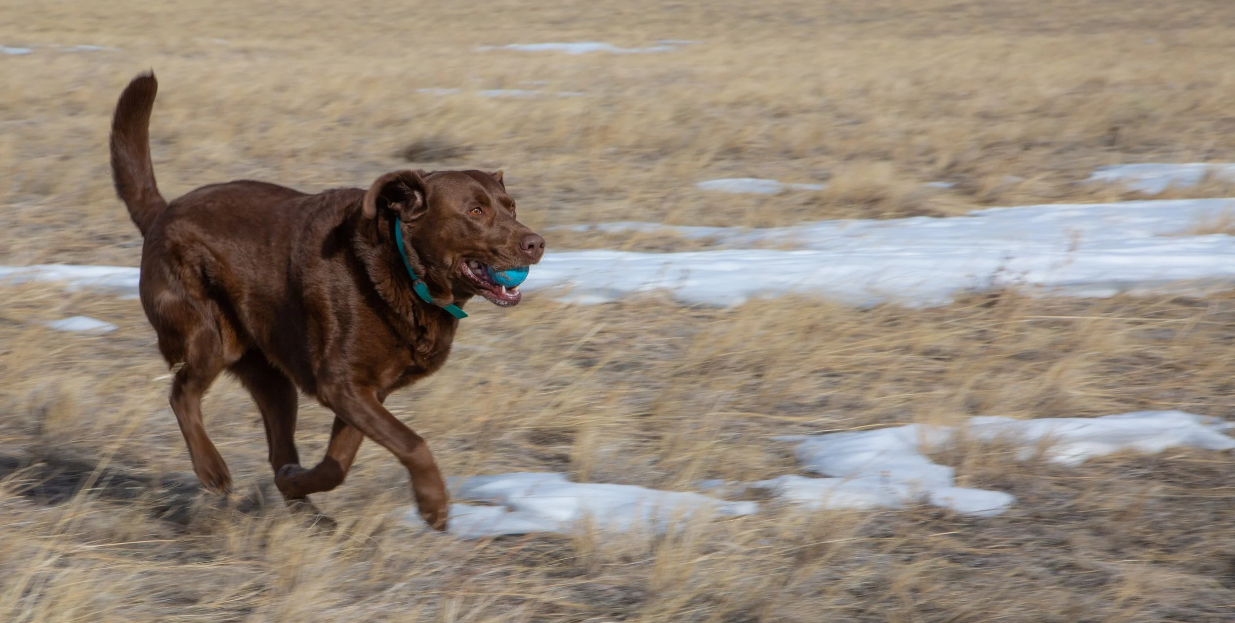 chocolate lab_running_playing ball.jpg